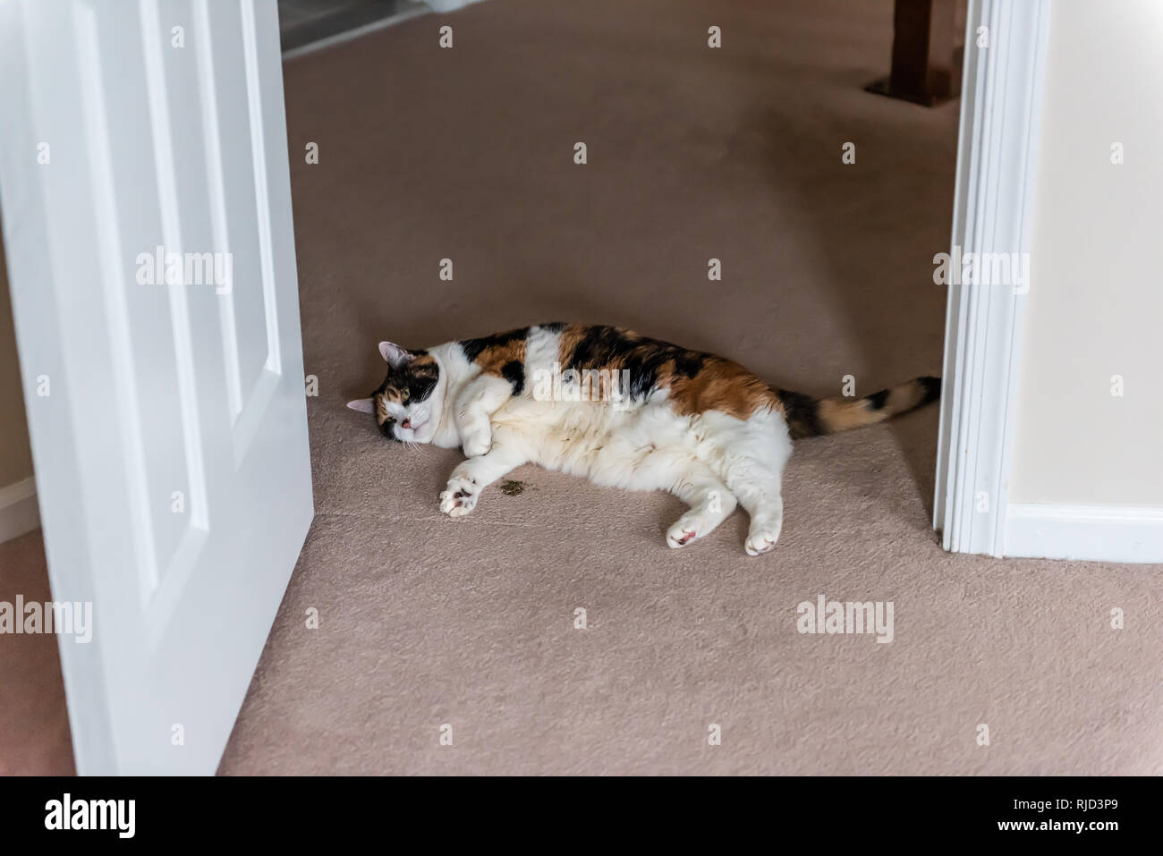 Funny fat overweight cute female calico cat lying down on carpet by