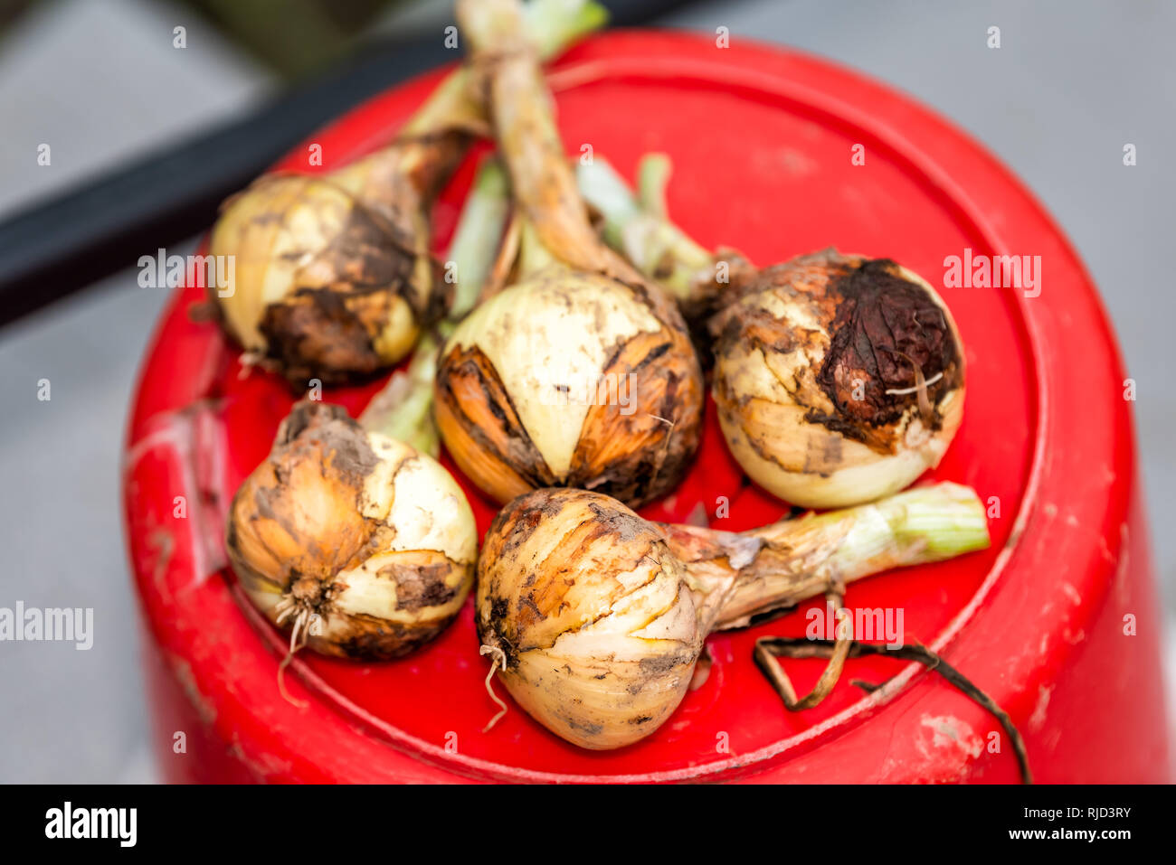 Closeup of many bulb onions with soil dirt unpeeled homegrown garden produce with stems on red bucket in Ukraine or Russia dacha country rustic home h Stock Photo