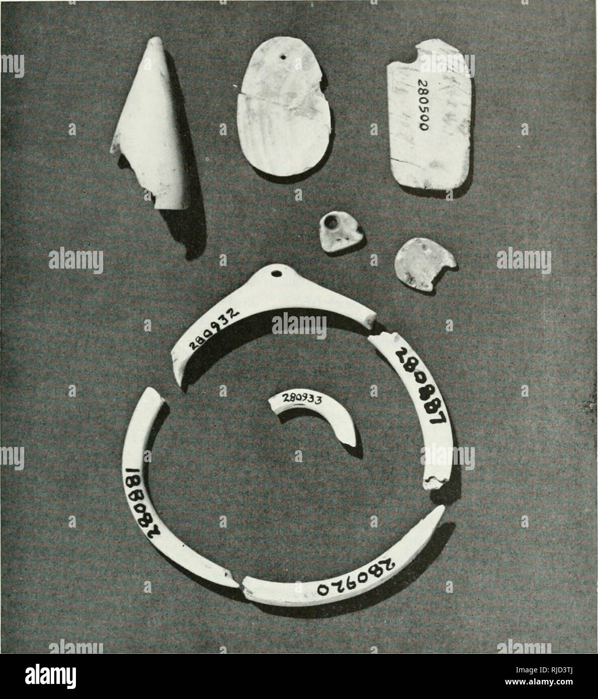 . Chapters in the prehistory of eastern Arizona. ARTIFACTS 143. Fig. 67. Pendants, bracelet fragments, and ring fragment from Goesling Site and Hooper Ranch Pueblo. Pendants (Figure 67, upper right) A few tabular pendants were ol)tained from the digging. Two came from the Hooper Rancli Puel^lo (one of turquoi.se, one of Ijone) and two from the Goesling Site (another of turquoise and one of clam shell). A fifth pendant, of white limestone, is groo-cd near one end for suspension. This came from Rim X'alley Pueblo. The bone, shell and white stone pendants arc oblong in shape, and are longer than Stock Photo