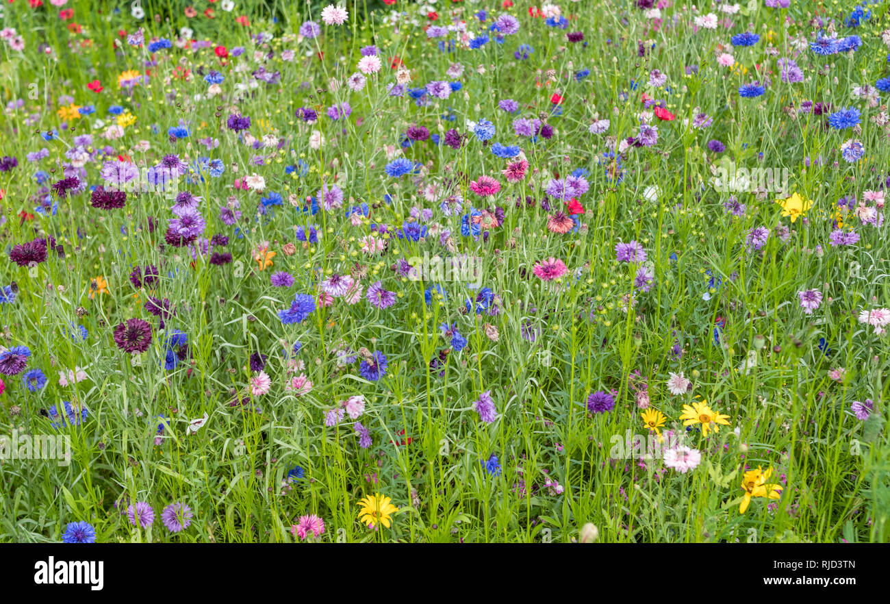 English wildflower garden hi-res stock photography and images - Alamy