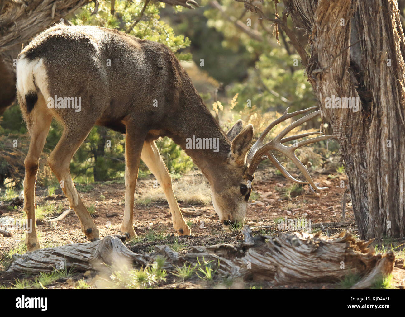 A large Mule Deer feeding Stock Photo Alamy
