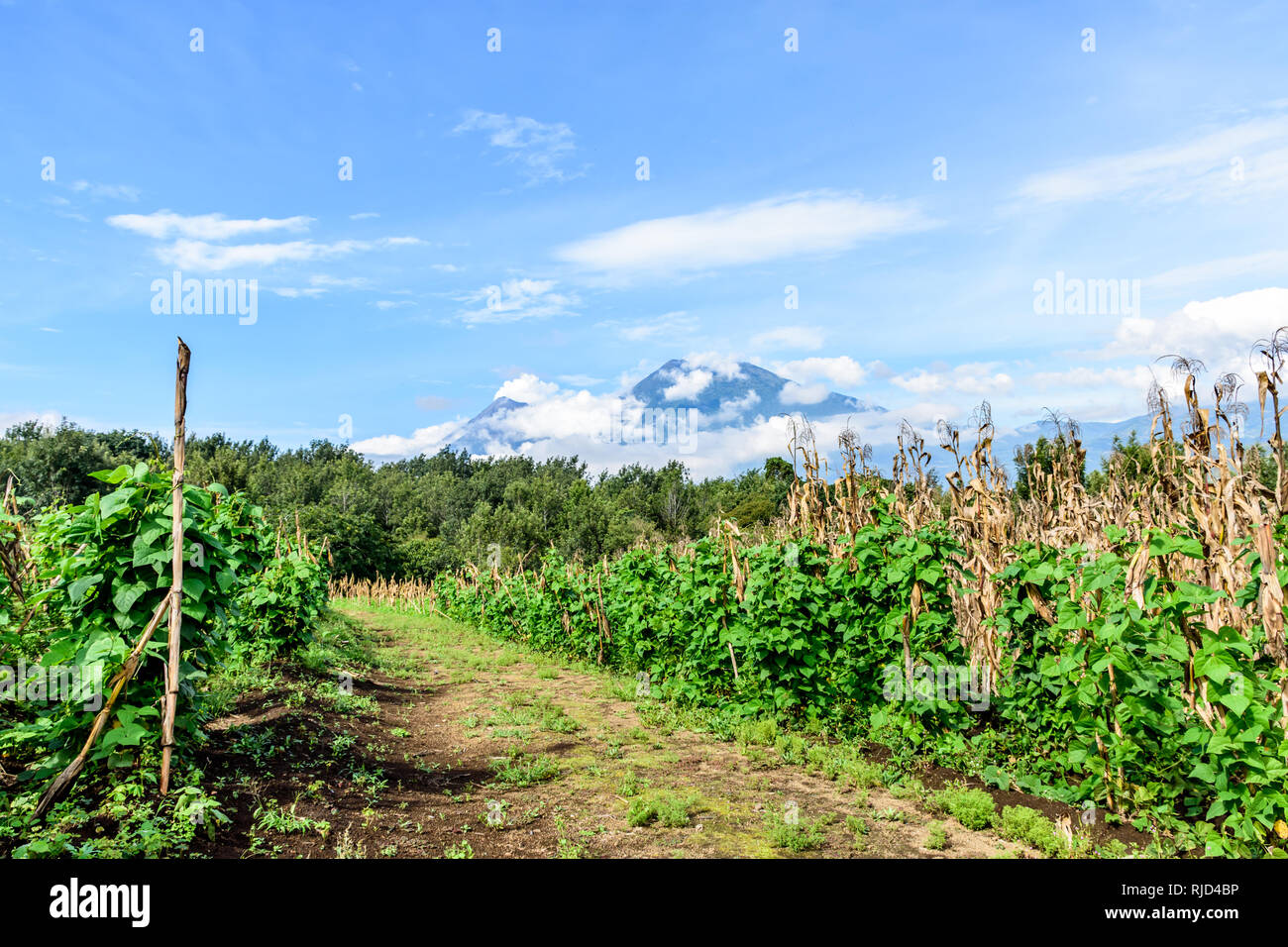 Dirt farm trail between crops against volcano backdrop in Guatemala ...