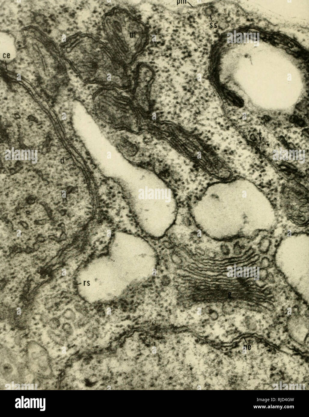 . Cell heredity. Cytogenetics. PLATE XVI. Part of a cell of Chlamydomonas showing the extensive use of membranes for the cell boundary (pm), the nuclear envelope (ne), the chloroplast envelope (ce), the chloroplast lamellae or discs id), mitochondrial outer membranes and cristoe (at m), the Golgi complex (g), smooth-surfaced (ss) and rough-surfaced {rs) elements of the endoplasmic reticulum, and for other organelles as yet unidentified. The paucity of chloroplast lamellae corresponds to the small amount of chlorophyll present in this mutant cell. 80,000 X- (Courfesy of R. Soger and G. E. Palad Stock Photo