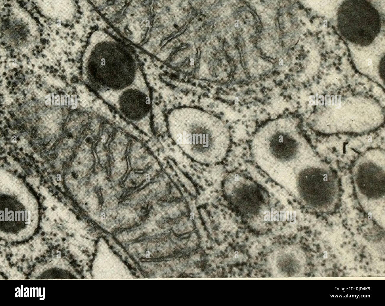 Ribosomal protein synthesis hi-res stock photography and images - Alamy