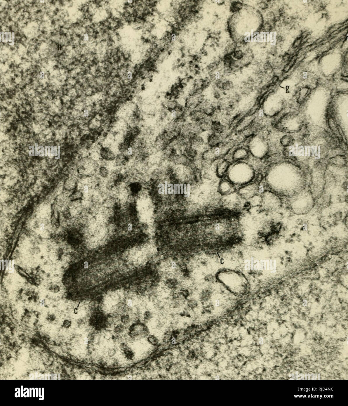 Cell Heredity Cytogenetics V Quot Gt Gt A Plate X Centrioles C Lying In The Cytoplasm In A Deep Indentation Of The Nucleus N Close To A Golgl Complex G