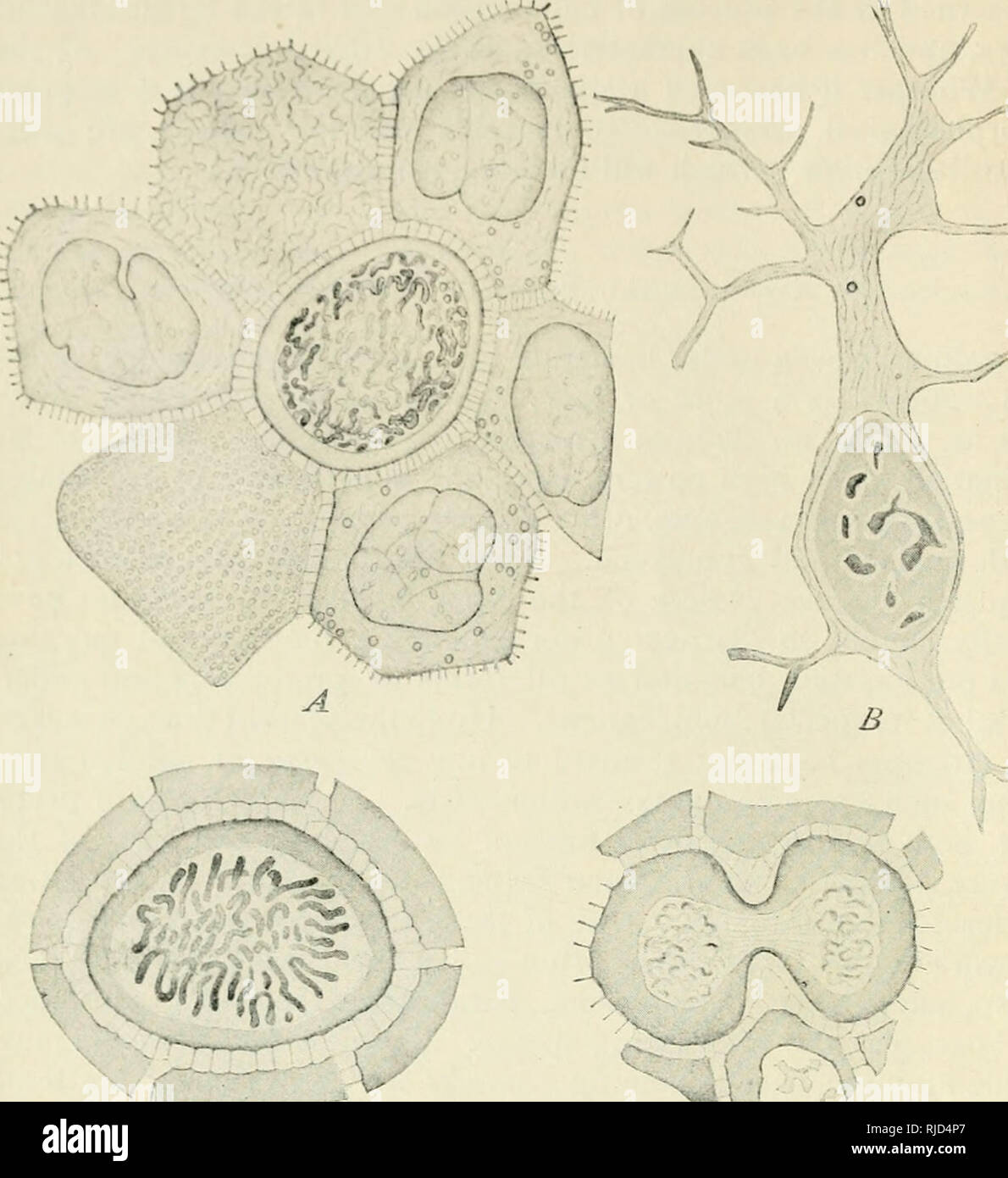 Cell Bridge Structural Cytoplasmic bridges hi-res stock photography and images - Alamy
