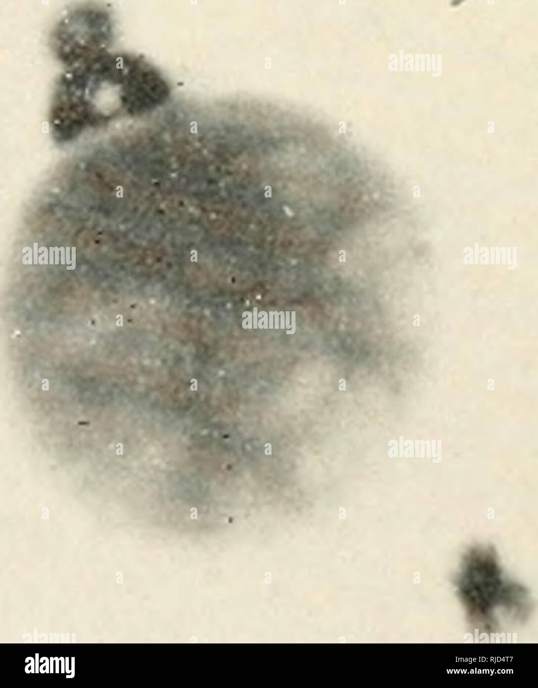 Cell Heredity Cytogenetics V A A I F V A F Quot 4 P V C Lt Plate V Meiotic Chromosomes Of Zeo Mays The Corn Plant Stained With Acetocarmine O