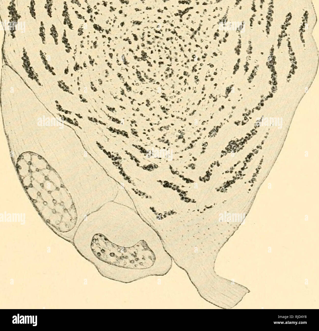 . The cell in development and inheritance. Cells. ';S?»«».