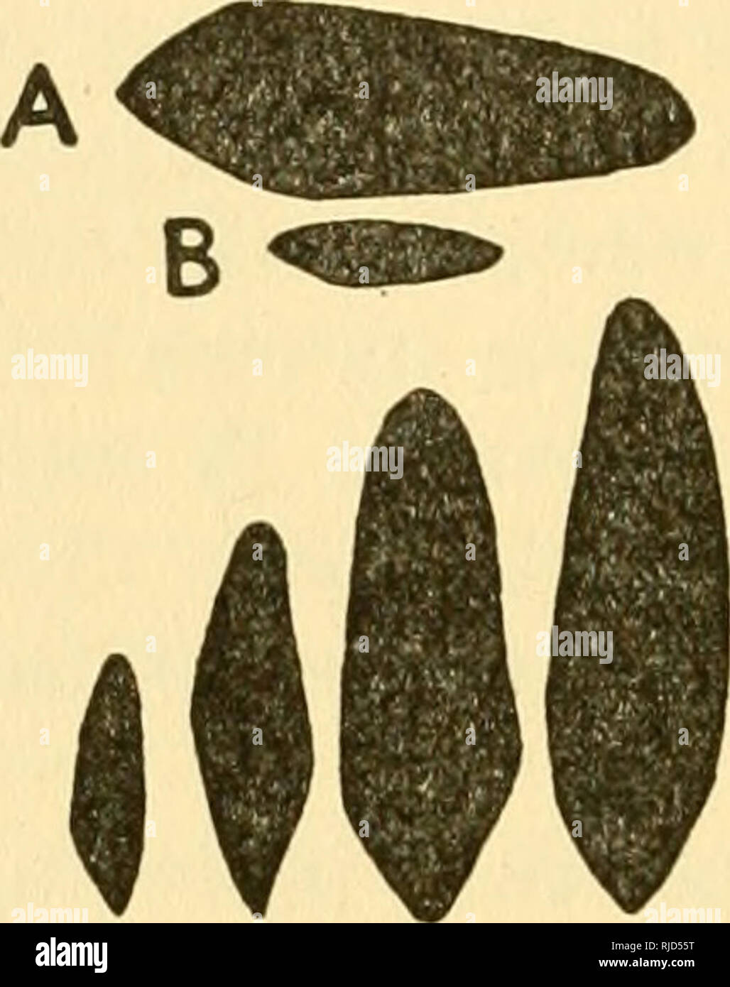 Paramecium Conjugation High Resolution Stock Photography and Images - Alamy