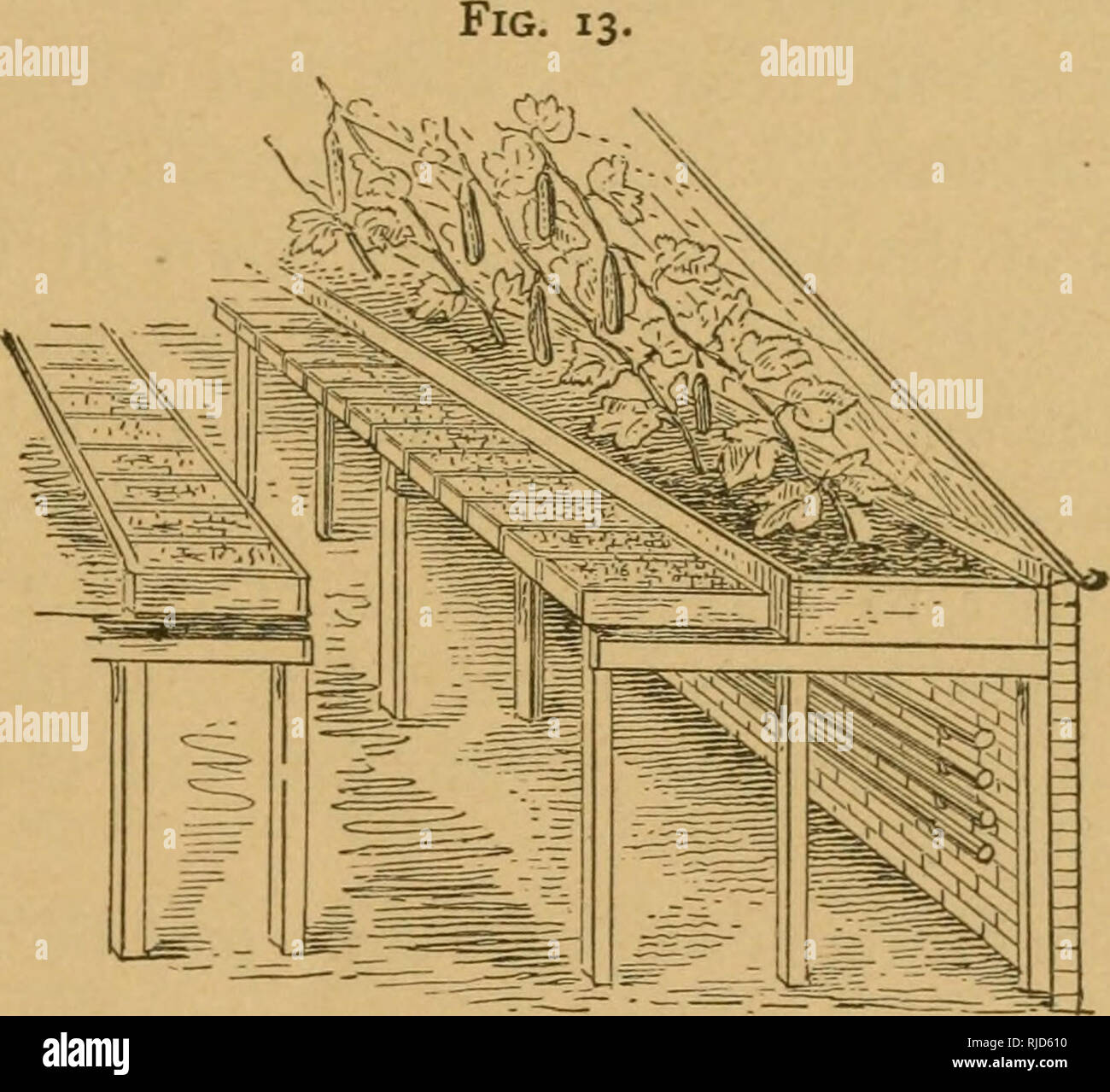. Celery for profit. Celery. [from old catalog]. WHERE THE PROFIT LIES. 31 on top of each other in some convenient corner, or under the benches in the greenhouse, or in any other place where the atmosphere is moderately moist, and the temperature between 50 and 70 degrees Fahrenheit. Leave them thus for from five to seven days; then take them down, water again, and pile them up as before, to be left from five to seven days more, or until the seeds begin to sprout, when the flats must be placed singly upon the benches and lightly shaded for a little while longer. Even if you have no greenhouse  Stock Photo