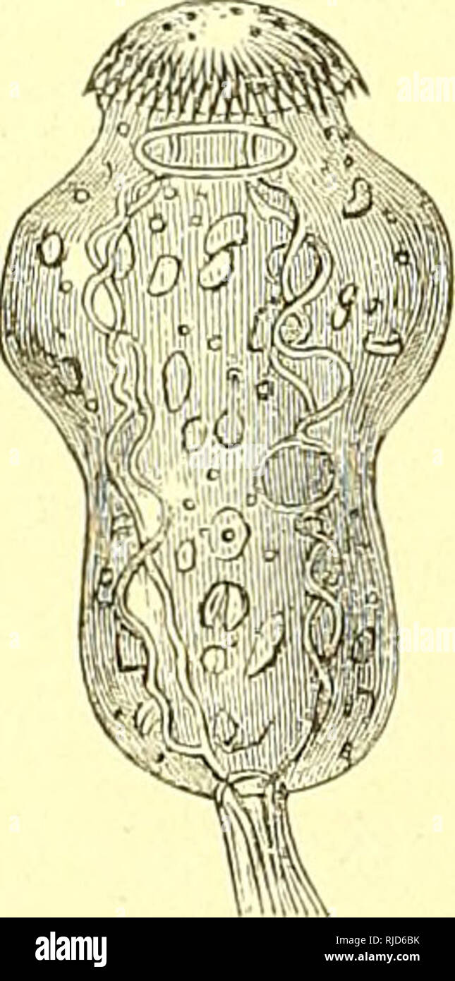 . Cestodes. Tapeworms. Schematische Darstellung eines proliferirenden Echinococcus. Aus Leuekart 807. zeigt im Wesentlichen die gleiche Zusammensetzung wie die Parenchym- schicht, doch fehlen Muskelfasern. Es ist aber zu beachten, dass die Schiclitung in den Brutkapseln grade umgekeln-t ist, wie in der Wand der Mutterblase. Die kleinen Zellen liegen nach innen, die grossen nach aussen; auch kleidet eine ganz dünne Cuticula den Innenraum der Brut- kapseln aus. Man kann diese also in gewisser Beziehung als Einstülpungen der Blasenwand betrachten, wie es Leuekart tluit, wenn auch ihre Ent- wickel Stock Photo