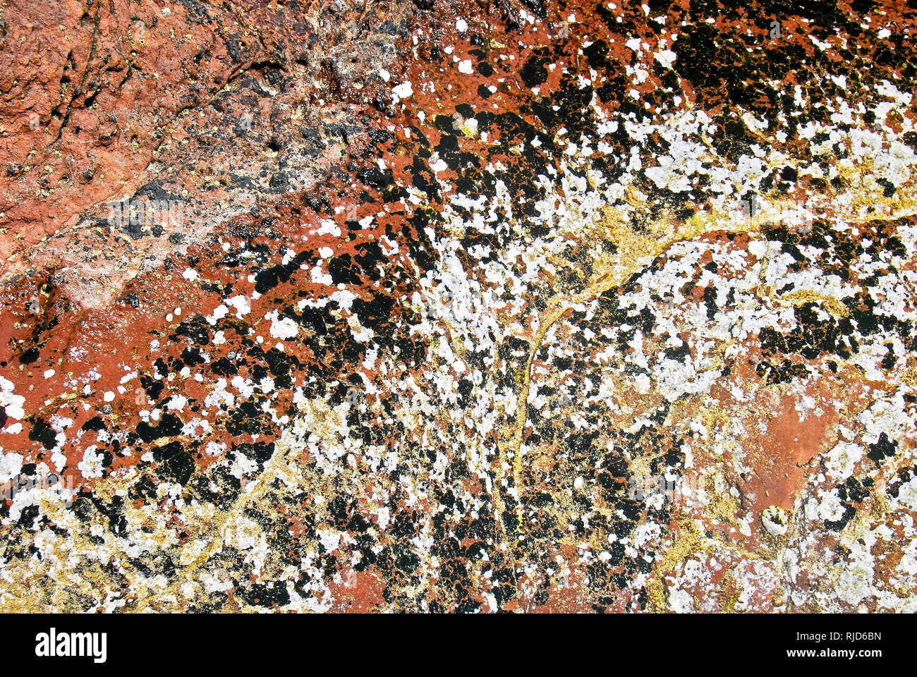 Multicolored lichens growing on red rocks, seen in Abra Province, Philippines Stock Photo