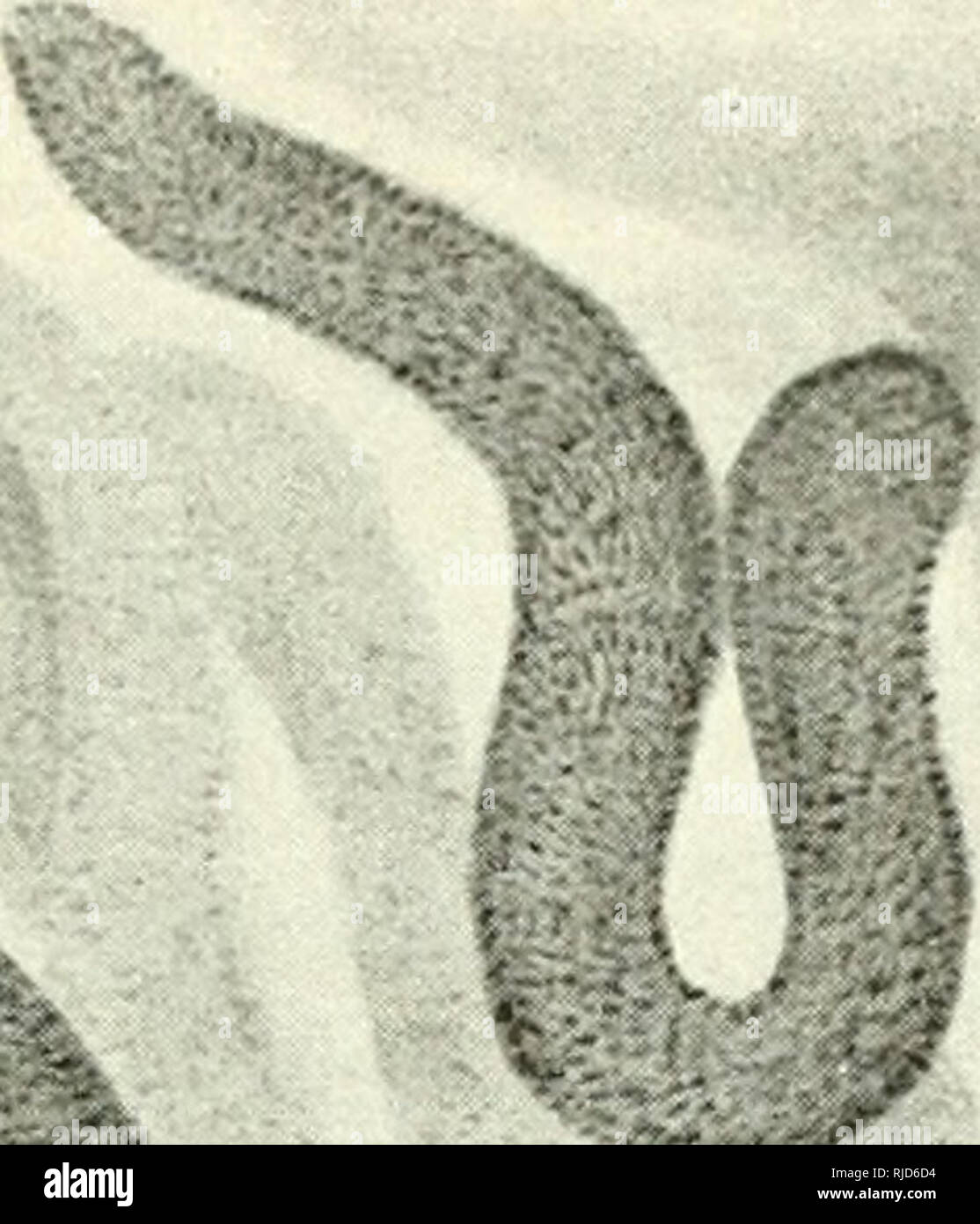 Cercetari De Embriologie Experimentala Embryology A A R 3 To A C 4 Gt Ca C S 3 2 U Tic 5 T O P T Sfch 1 Cc O Erj