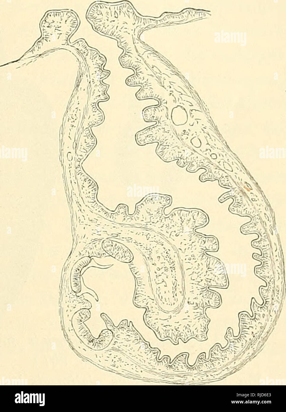 . Cestodes. Tapeworms. Entwickelung; Ansbildmig des Kopfzapfens. 1517 Eig. 82. zulässt. In der Kegel nimmt der Kopf dabei dieselbe Seitenlage ein, die bei der Schweinefinne in Folge des Längenwachsthums und der früh- zeitigen Knickung des Kopfzapfens von vorn herein zu beobachten ist. Die Verbindung mit dem Keceptaculum setzt dieser Lagenveränderung keine besonderen Schwierigkeiten entgegen, da die inzwischen aus- geschiedene Bindesubstanzmasse weich und dehnbar ist und (Fig. 82) mancherlei Yerschiebungen zulässt. Ist das Eeceptaculum nicht im Stande, den Inhalt vollständig zu fassen, dann tri Stock Photo