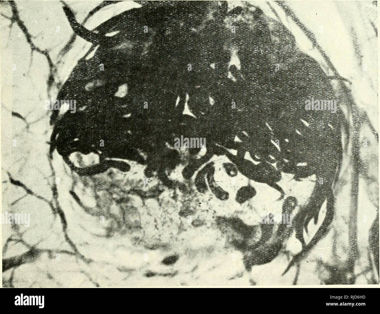 Page 3 5 Zz S High Resolution Stock Photography And Images Alamy