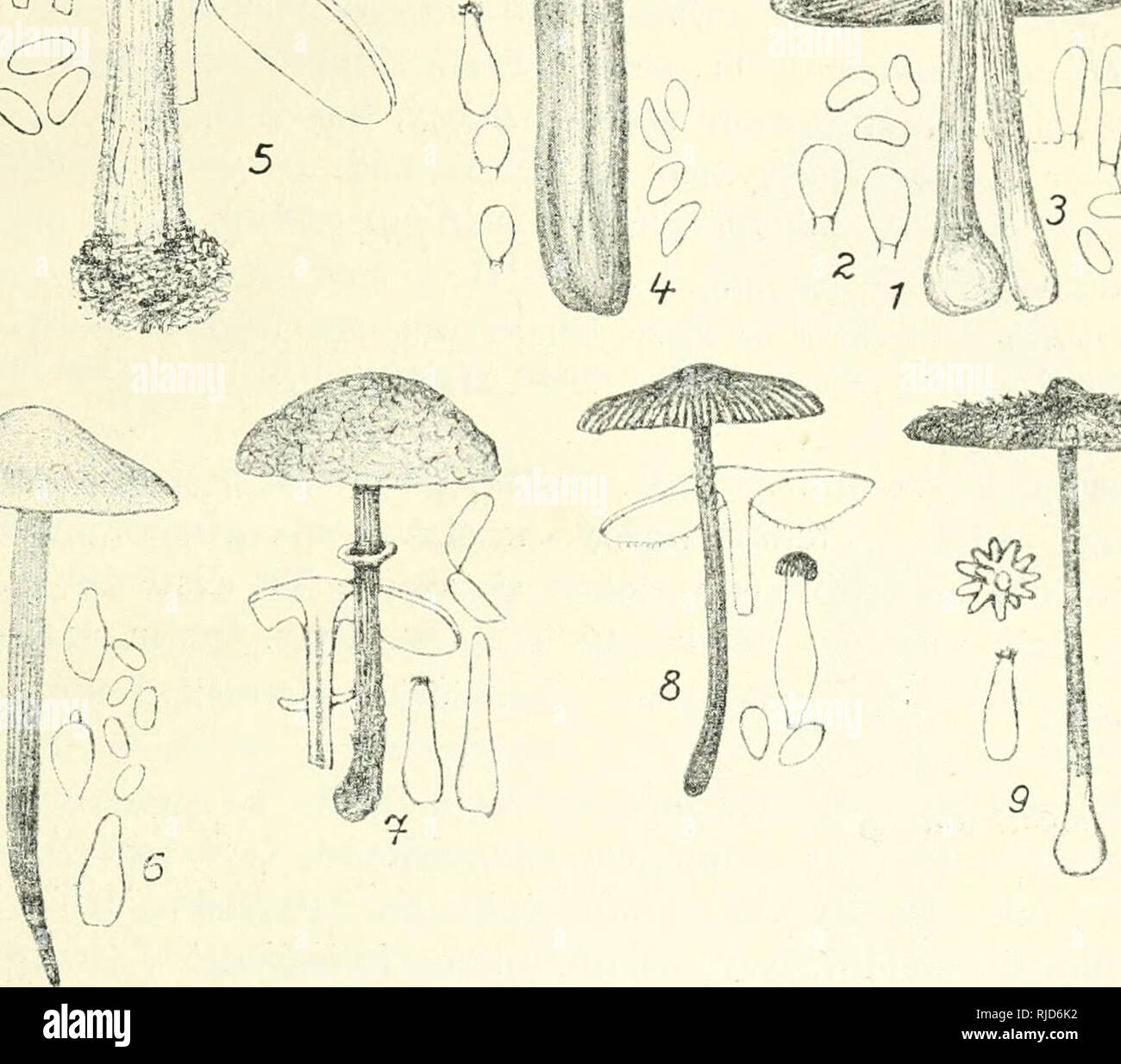 . Cesk houby. Fungi -- Czech Republic. m ^. cJbr. b3. I. Inocybe fastigiata Schff., 2. I. rimosa Bull., pouze výtr. a cyst„ 3. I. caesariata Fr., 4. I cervicolor Pers., 5. I. Bongardii Wcin., 6. I. corcon- tica 'el., 7. I. annulata Vel., 8. I. Whitei B. Br., g. I. calospora Quel.. — Vše slabé zmenš. oblené, sv?tle sede, pak hn?dé, s b?lavým ost?ím. Duž. bílá. odporné louhovité páchnoucí. Výtr. zak?iven? tup? ledvinité, 9—lo ^l, Cyst. íiadmut? kulovité. V tráv? v zahradách, na pahorcích, v lesích všude hojn? po celé léto. Snadno poznatelná houba po kl. žlutavém, vláknit? žíhaném a odporném zá- Stock Photo