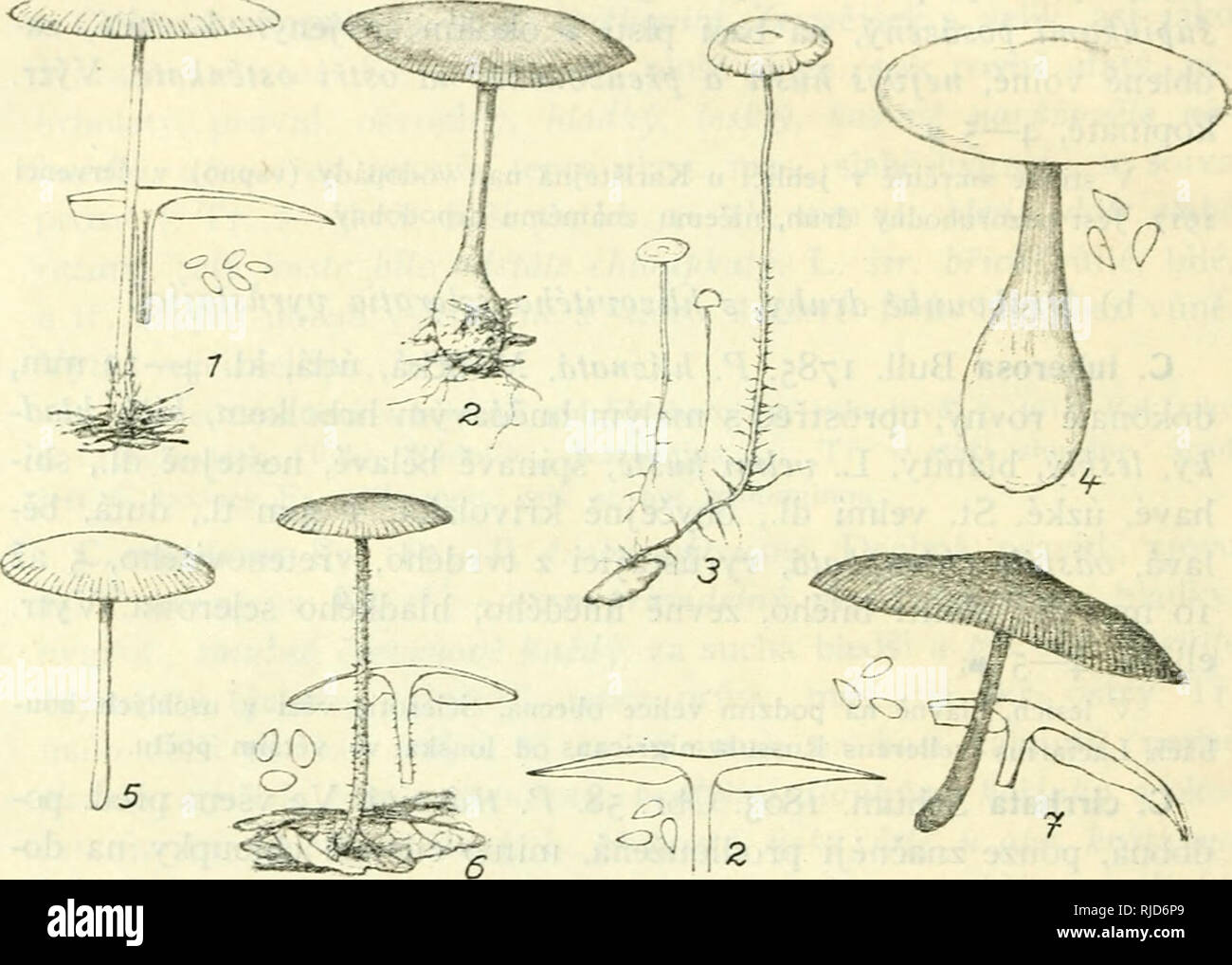 . Cesk houby. Fungi -- Czech Republic. bÅich., volnÃ©. DuÅ¾. ÄernavÃ¡ nebo Å¡edÃ¡, silnÄ moukou vonÃ-cÃ-. VÃ½tr. ellipt.. 7â8 fx. V jehliÄn. i listn. lesÃ-ch poblÃ-Å¾ paÅezÅ¯, ÅÃ-dce. Na podzim ipi6 v dubovÃ©m lese u Åevnic hojnÄ (Kav.). E. TÅcÅ s trvalÃ½m prstencem: C. mucida Schrad. 1794. P. slizkÃ¡. CelÃ¡ bÃ-lÃ¡, kl. 4â10 cm, sklen. rO'zloÅ¾., velmi tence mas., velmi slizkÃ½, trochu radiÃ¡lnÄ svraskalÃ½. â ^â ''Å¾&lt;Å¾^v;,v.'Ã-|;v'a'cv^. Obr. 58. I. Coliybia aquosa Bull., 2. C. tuberifera Vel., 3. C. cirrhata Schm.^ 4. C. asema Fr., 5. C. rosella Vel., 6. C. marasmiformis Ye]., 7. C. Ca Stock Photo