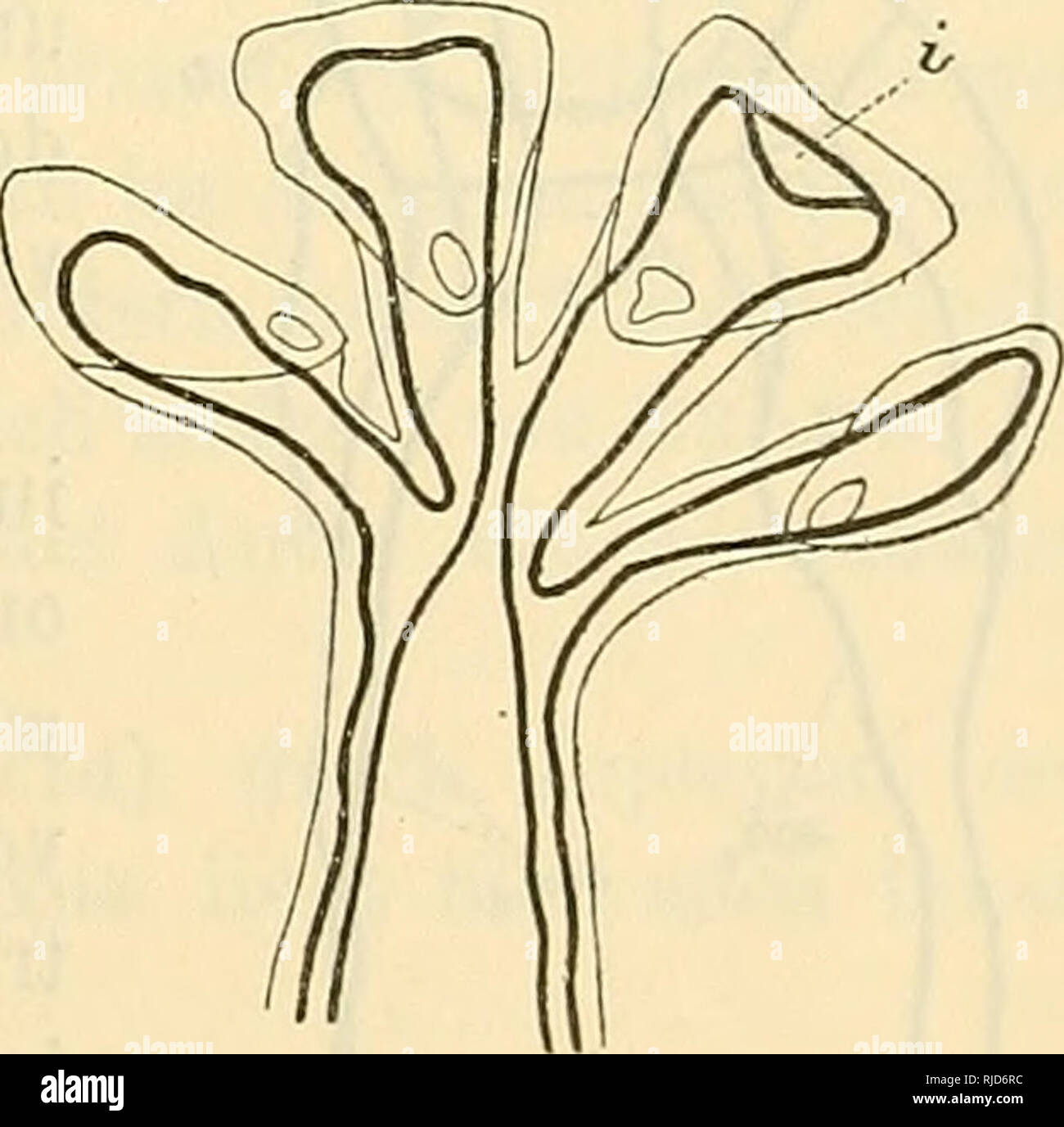 Taenia arten hires stock photography and images Alamy