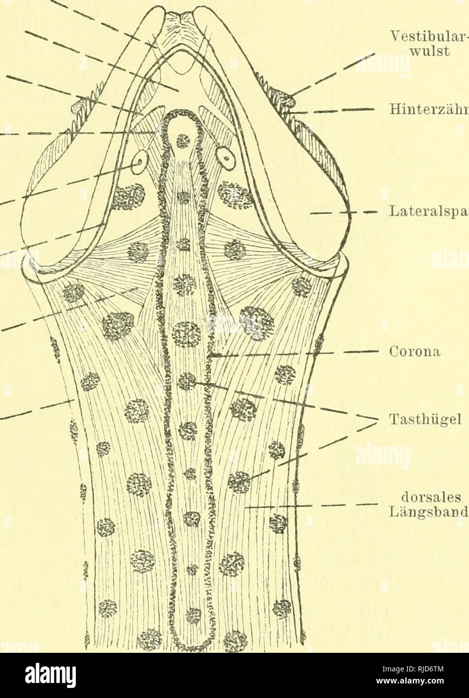 . Chaetognathi. Chaetognatha. Chaetognathi Streifeu, der bei Eukrohnia