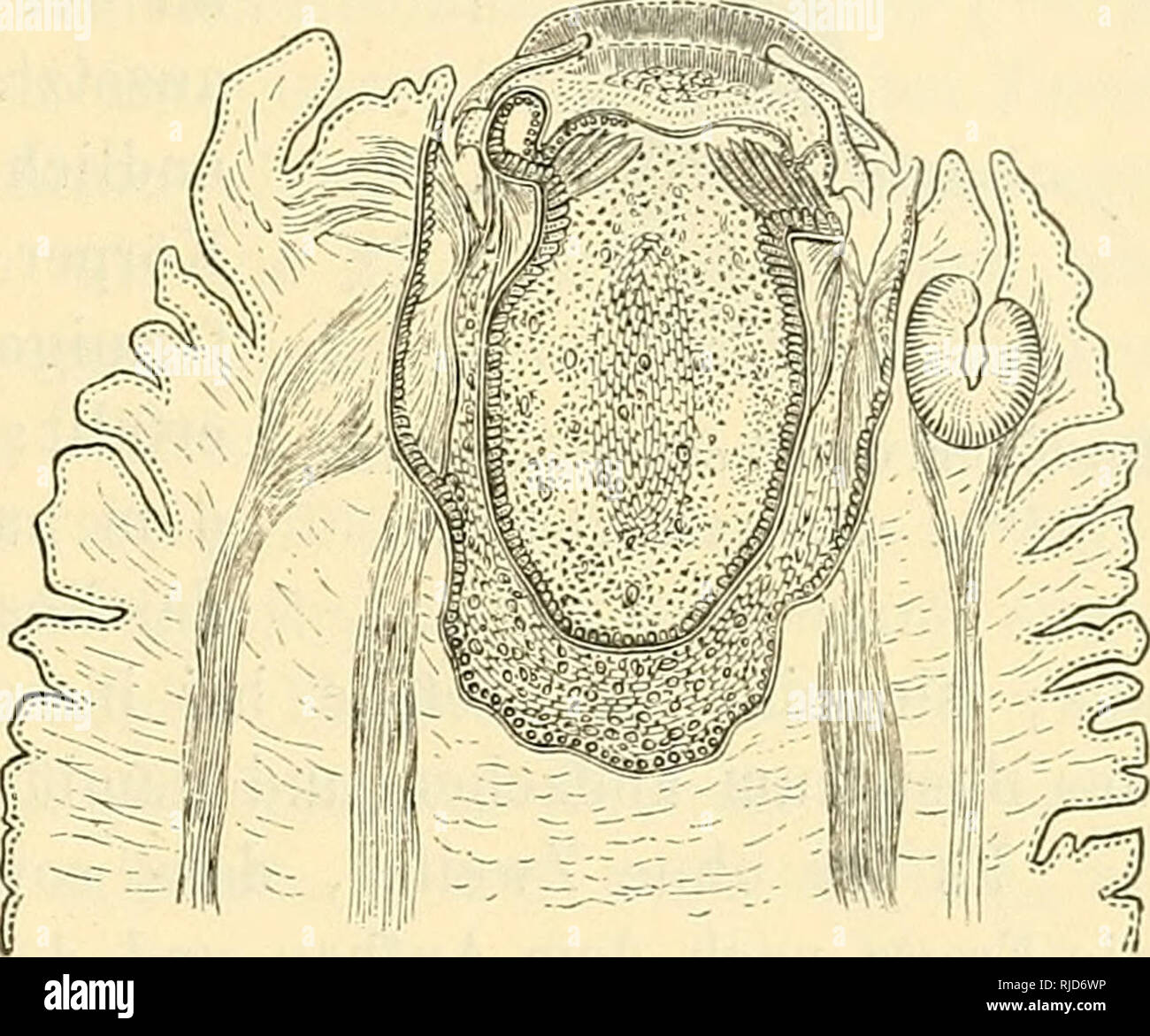 . Cestodes. Tapeworms. Bau des Eostelliuu. 1327 des Kopfes liervorgestreckt und durch besondere, von den Längsmuskeln des Scolex herrührende Eetractoren zurückgezogen werden. Bei Taenia solium verhält sich der Apparat nach Nitsche ähnlich, nur sind die Schalenmuskeln nicht so scharf von dem übrigen Gewebe des Scolex ab- gegrenzt und zwischen den Verticalfasern des Kissens finden sich grosse Zellen. Dagegen ist das Kostellum der Taenia undulata Kud. (Fig. 57) ganz abweichend gebaut; es besteht aus zwei in einander geschachtelten Säcken, von denen jeder mit einer deut- Fig. 57.. Eostellum der Ta Stock Photo