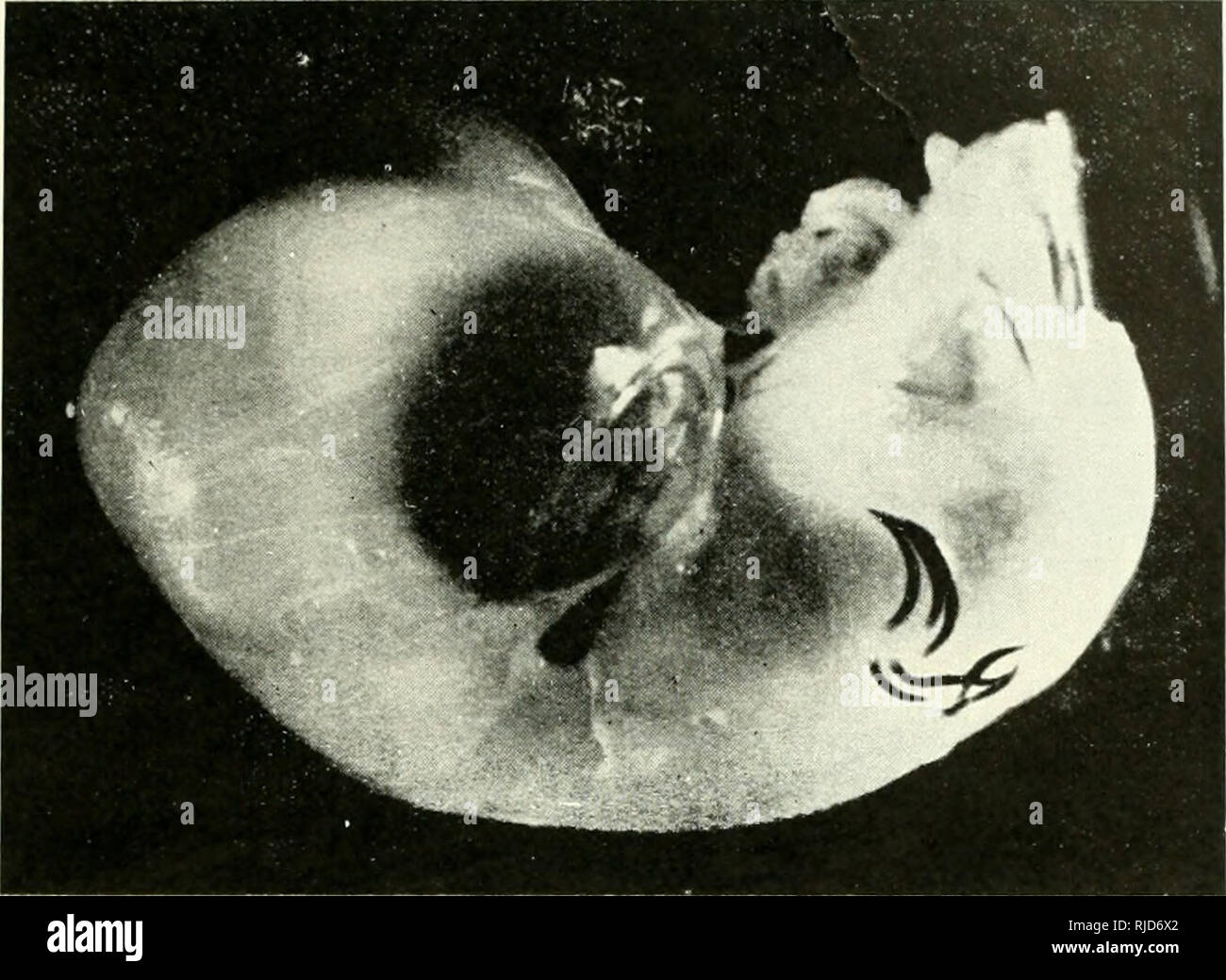 Cercetari De Embriologie Experimentala Embryology 503 2 S Is Quot 2 O 3 D 4 R C A A O Oj 00 C 4 O C A C A O Cercetari De Embriologie Experimentala Embryology 503 2 S Is Quot 2 O 3 D 4 R C A A O Oj 00 C 4 O C A C A O