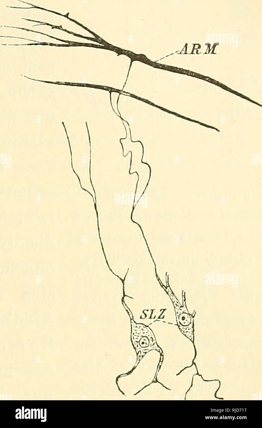 . Cestodes. Tapeworms. Plasmatisches Canalsvstcni. 1249 Fig. 45. ,-ÄRM gewebskörperchen ähnlichen Zellen des plasmatischen Canalsystems ge- nannt werden, die Myoblasten der peripheren Hantmuskeln sind und das „plasmatische Canalsystem&quot; einen peripheren Nervenplexus dar- stellt. Die Untersuchungen wurden an mehreren Taenien-Arten resp. Ct/sticercus cellulosae, an Bothriocephalns sp. (aus Canis famiUaris)^ an Scliistoccplialns, Trkienophorus und besonders an- Ligtila vorgenommen. Wenn man Stücke der genannten Band- würmer lebend in Methylenblaulösung legt, so bemerkt man nach einiger Zeit,  Stock Photo