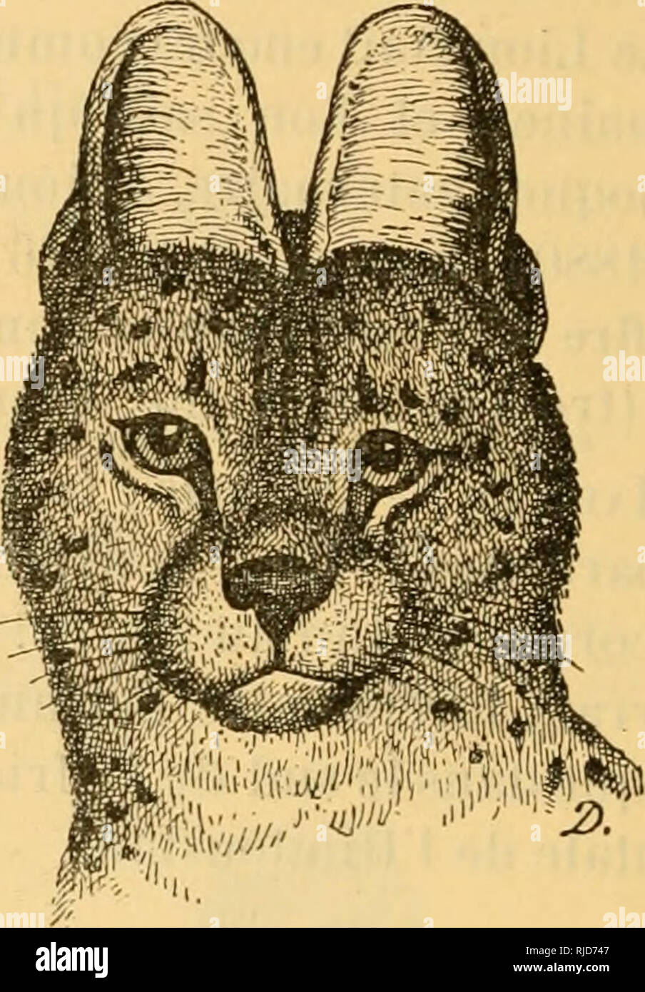 Causeries scientifiques. Zoology -- Societies, etc; Zoology -- France. Fig.  10. â TÃ´te de Serval, de proiil (Felis serval] Fig. 11. â TÃ¨te de Serval,  de face [Felis Serval). Sous-genre Felis