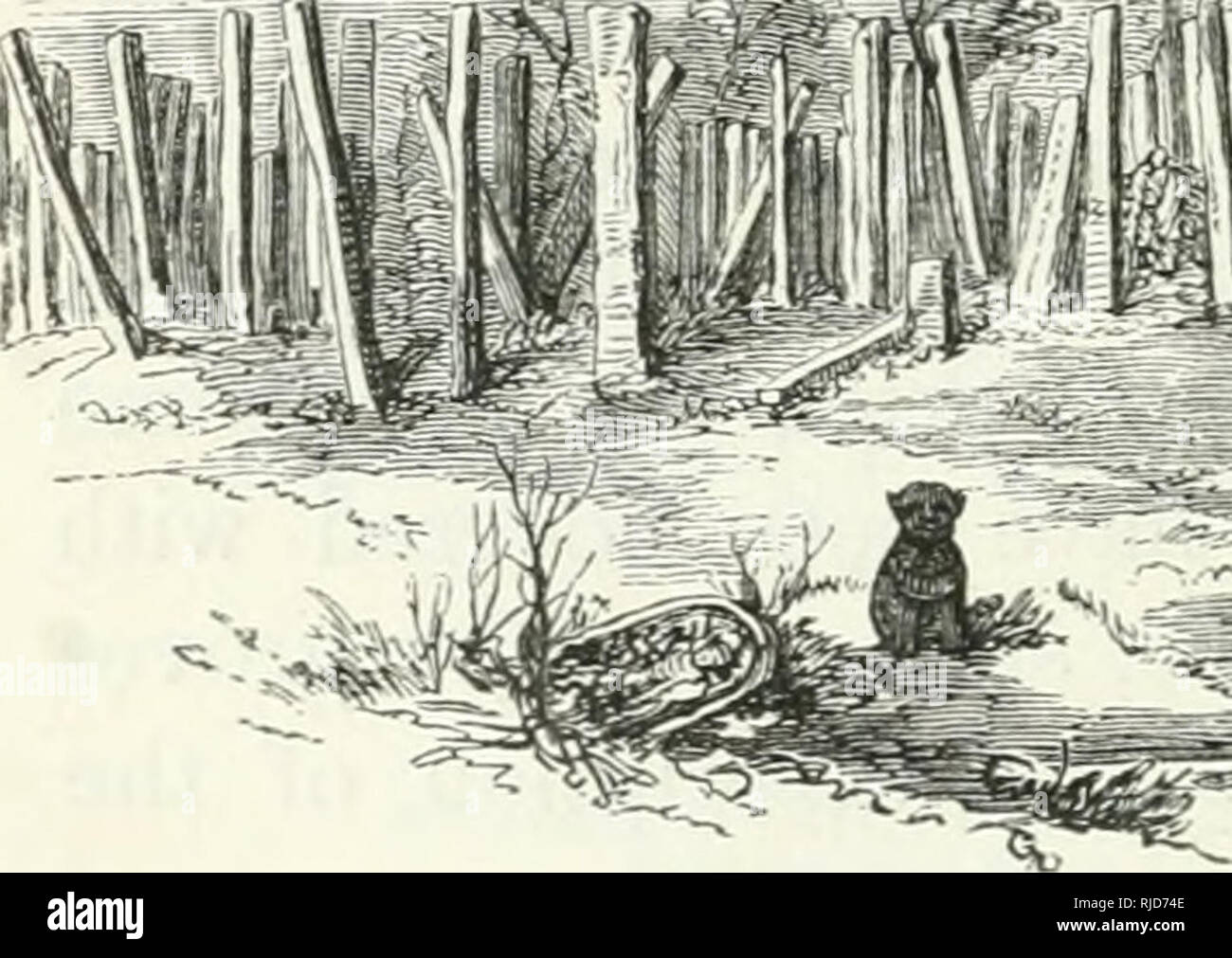 Incense Bearing Tree High Resolution Stock Photography and Images Alamy