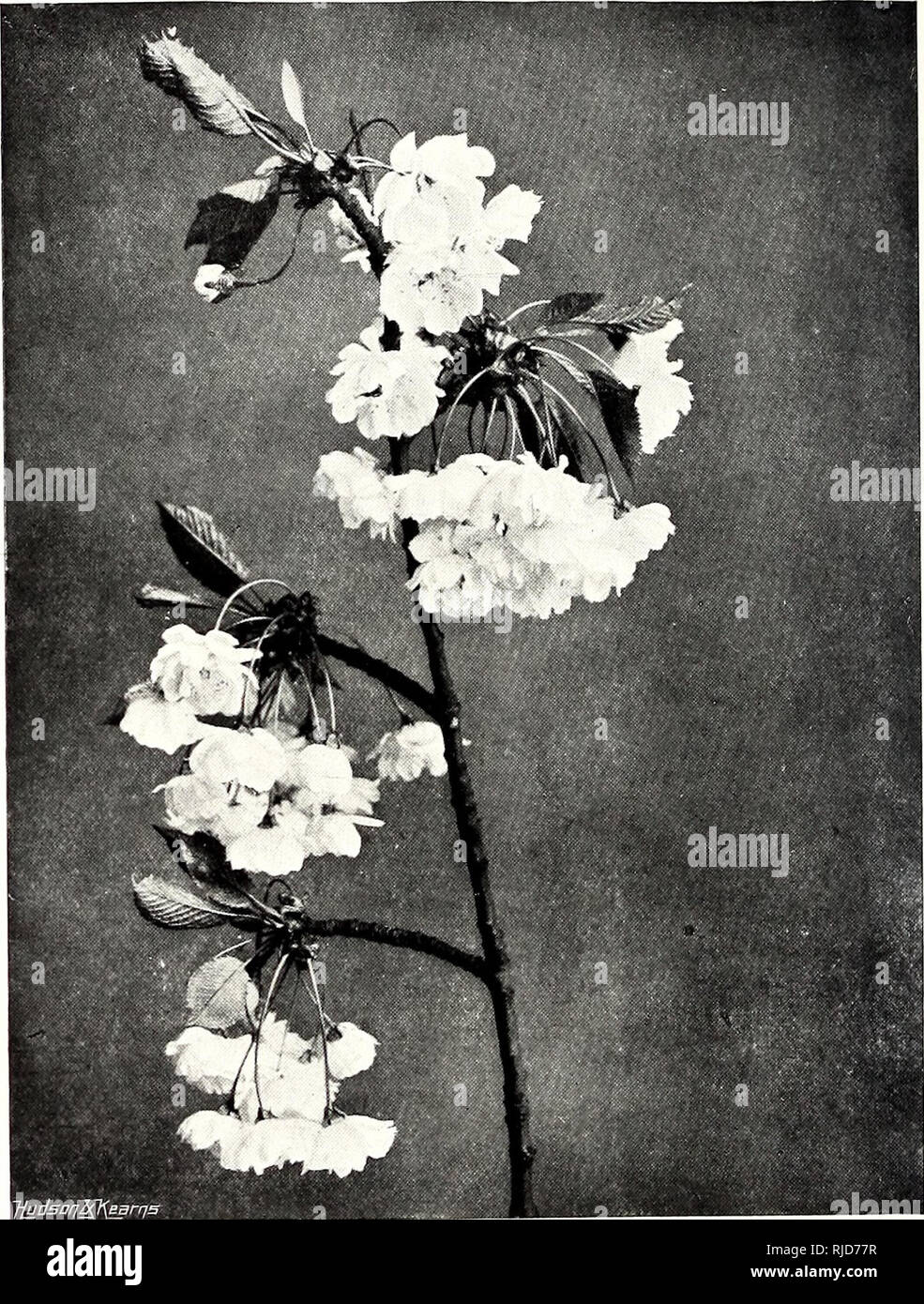 . The century book of gardening; a comprehensive work for every lover of the garden. Gardening. 304 THE CENTURY BOOK OF GARDENING. sweet-scented blossoms; the Lilacs, of which there are several kinds, all invaluable for this purpose, the best for small plants being the Persian, and the pure white Marie Legray; Spiraea confusa and S. Thunbergi, both with white Hawthorn-like blossoms ; Forsythia suspensa and F. viridissima, whose golden flowers are borne in great profusion. The Guelder Rose or Snowball Tree is very striking, and much the same may be said of Magnolia Lennei ; Cytisus Andreanus, a Stock Photo