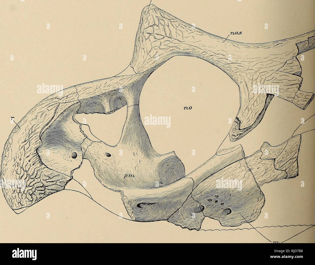 . The Ceratopsia. Ceratopsia. U. S. GEOLOGICAL SURVEY rih. rrv- 4 SKULL OF TRICERATOPS. Please note that these images are extracted from scanned page images that may have been digitally enhanced for readability - coloration and appearance of these illustrations may not perfectly resemble the original work.. Hatcher, J. B. (John Bell), 1861-1904; Lull, Richard Swann, 1867-1957; Osborn, Henry Fairfield, 1857-1935; Marsh, Othniel Charles, 1831-1899. Washington, Govt. Print. Off. Stock Photo