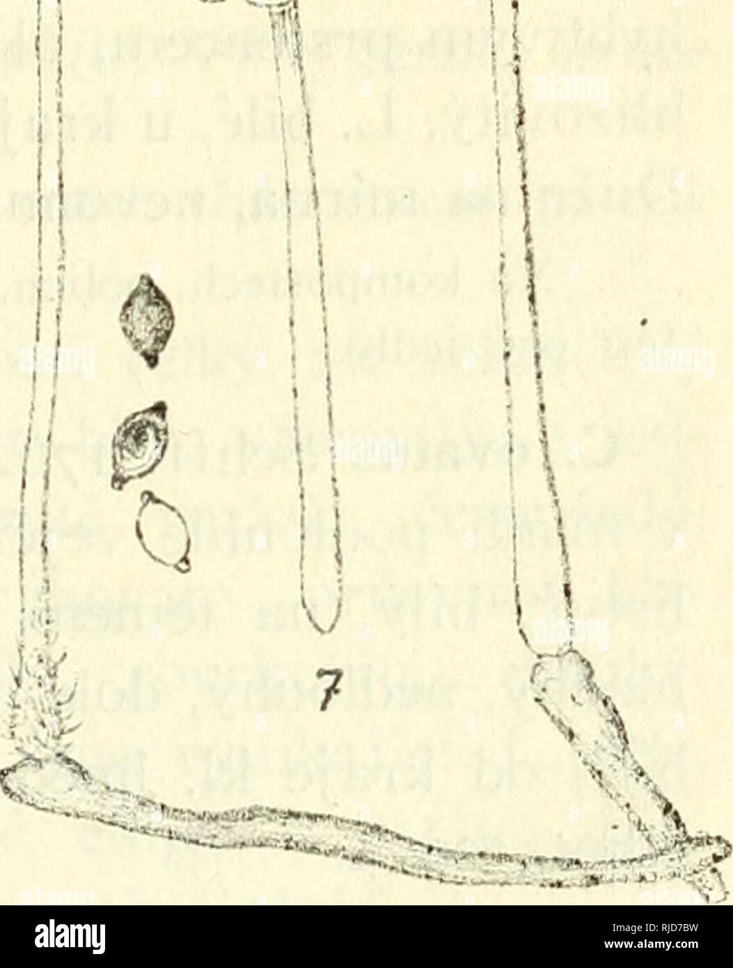. Cesk houby. Fungi -- Czech Republic. ^m^. ^^ 'V.-^^ (? ,0, ^U ol. Obr. 14. I. Coprinus sterquilinus Fr., 2. C. fimetarius L., 3. C. diaphanus Quél., 4. C. crenatus Lsch., 5. C. ephemeroides Bull., 6 C. sceptrum Ingh., 7. C. niveus Pers. — Vesm?s v p?ir. vel., pouze 3 a 6 slab? zv?tš. Výtr. a cyst. zna?n? zv?tš. Náleží sem sice houby rychle rostoncí, ale krátce trvající. Mnohé nelize aini z exkurse dom? donésti, nebo? se cestou rozplynou a zimizí. Proto t?eba bráti substrát s mladými zárodky, jež pak doma pod zvoncem sklen?ným vyrostou. N?které útlé driuhy v}- r?stají pouze za rána a trvají s Stock Photo