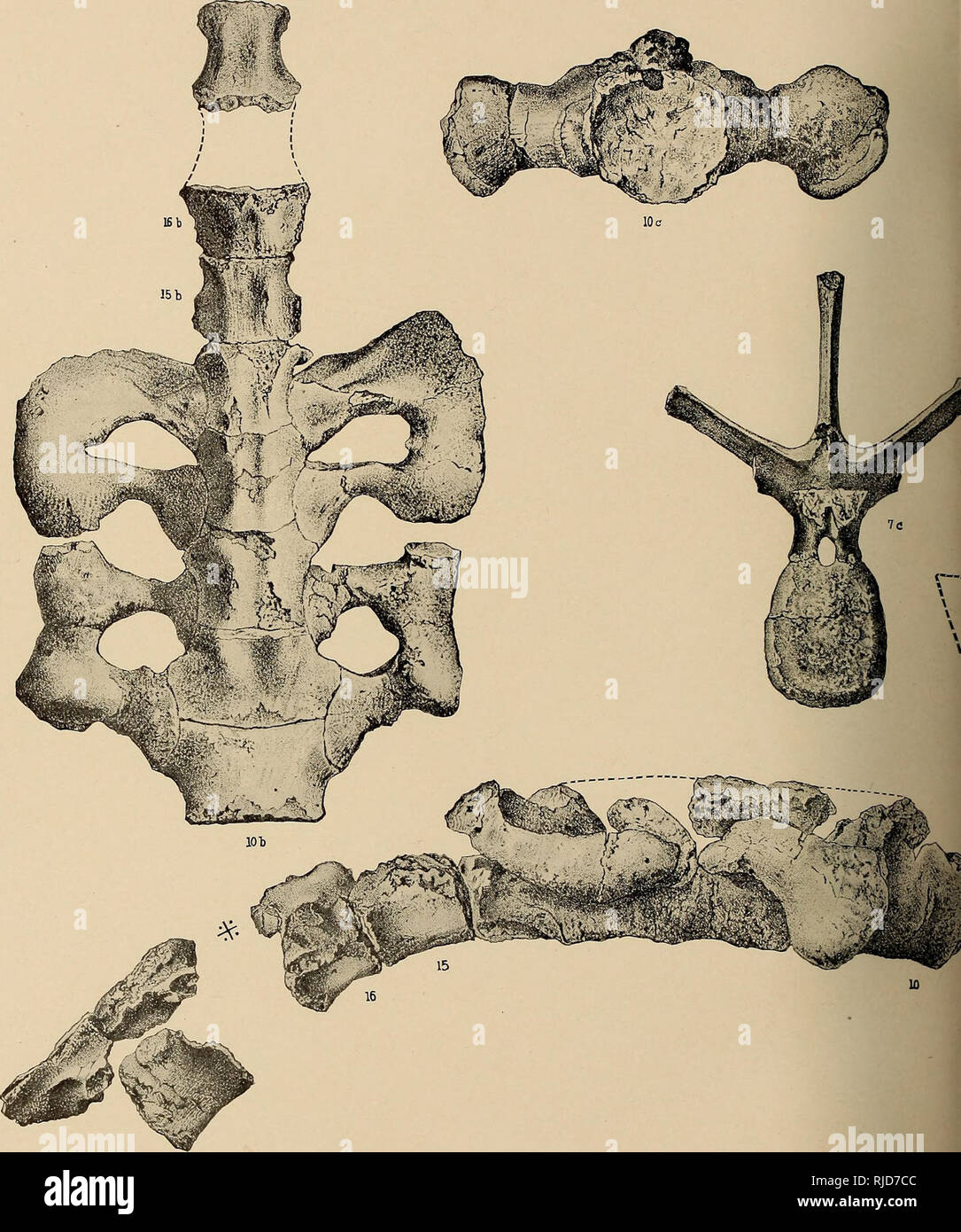 . The Ceratopsia. Ceratopsia. U. S. GEOLOGICAL SURVEY. VERTEBRA AND SACRUM OF. Please note that these images are extracted from scanned page images that may have been digitally enhanced for readability - coloration and appearance of these illustrations may not perfectly resemble the original work.. Hatcher, J. B. (John Bell), 1861-1904; Lull, Richard Swann, 1867-1957; Osborn, Henry Fairfield, 1857-1935; Marsh, Othniel Charles, 1831-1899. Washington, Govt. Print. Off. Stock Photo