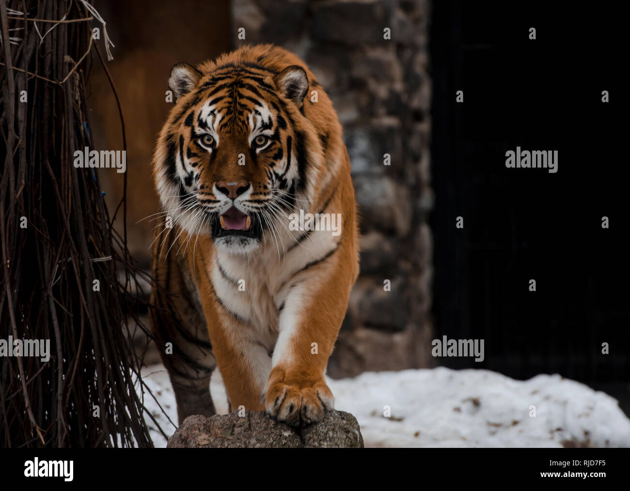 Tiger, big cats, wild. Action wildlife scene, dangerous animal Stock Photo Alamy
