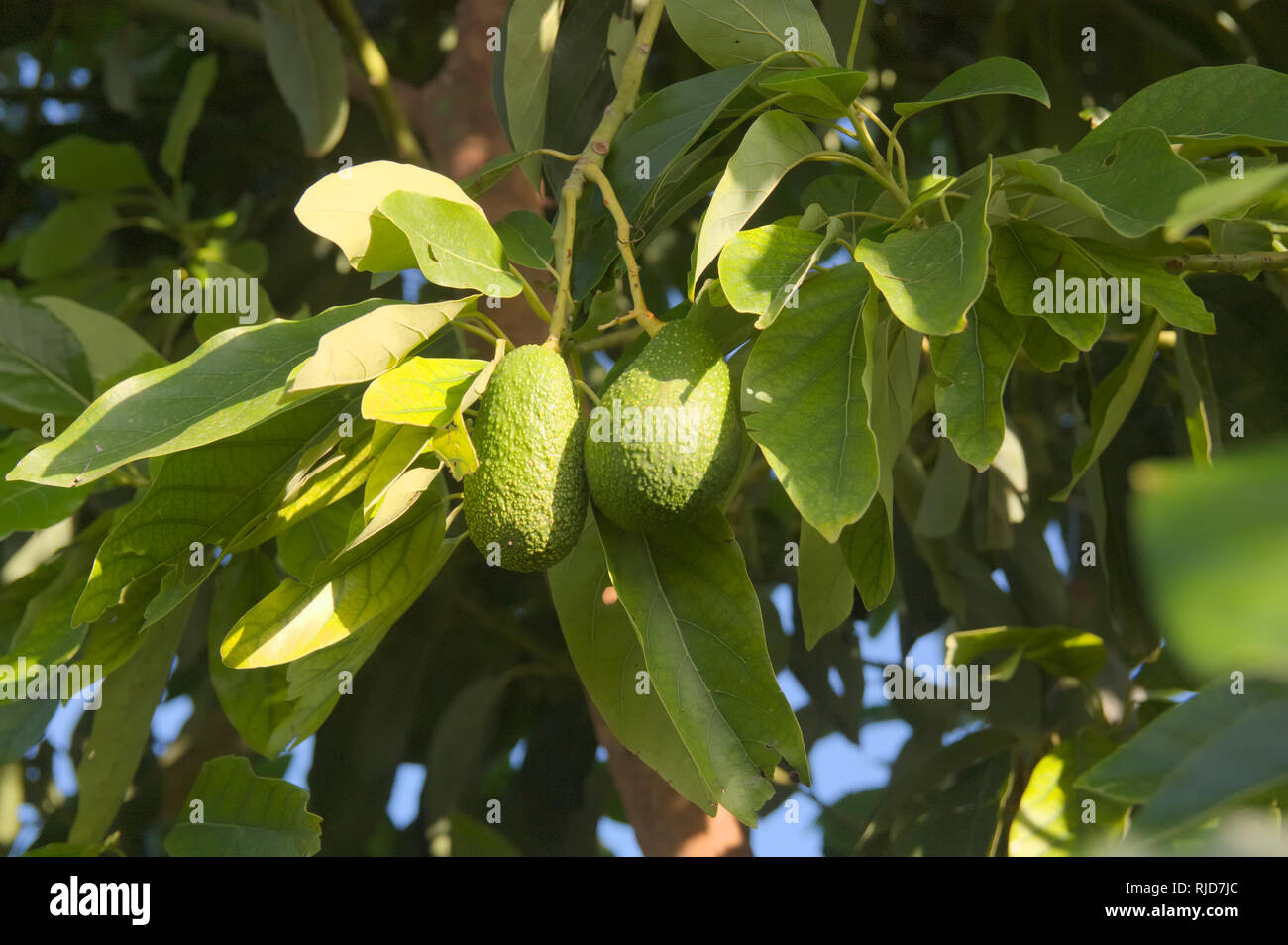 Image of some branches of an avocado tree with fruits waiting for harvest Stock Photo Alamy