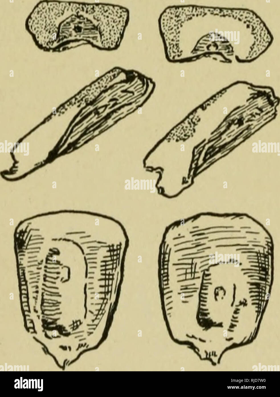 . The cereals in America. 192 THE CEREALS IN AMERICA variations in content of fat ranging from two and a half to seven per cent. 260. Breeding for Protein.—The relative proportion of glossy and white endosperm varies largely in the grains of different ears of the same variety of maize. In an average ear of Burr's white (dent variety) ten and two^tenths per cent of protein was found in the glossy endosperm and seven and eight-tenths per cent in the white endosperm. (226) Hopkins finds forty-two per cent of all the protein of the grain in the endosperm, and, also, holds that the aleurone layer,  Stock Photo