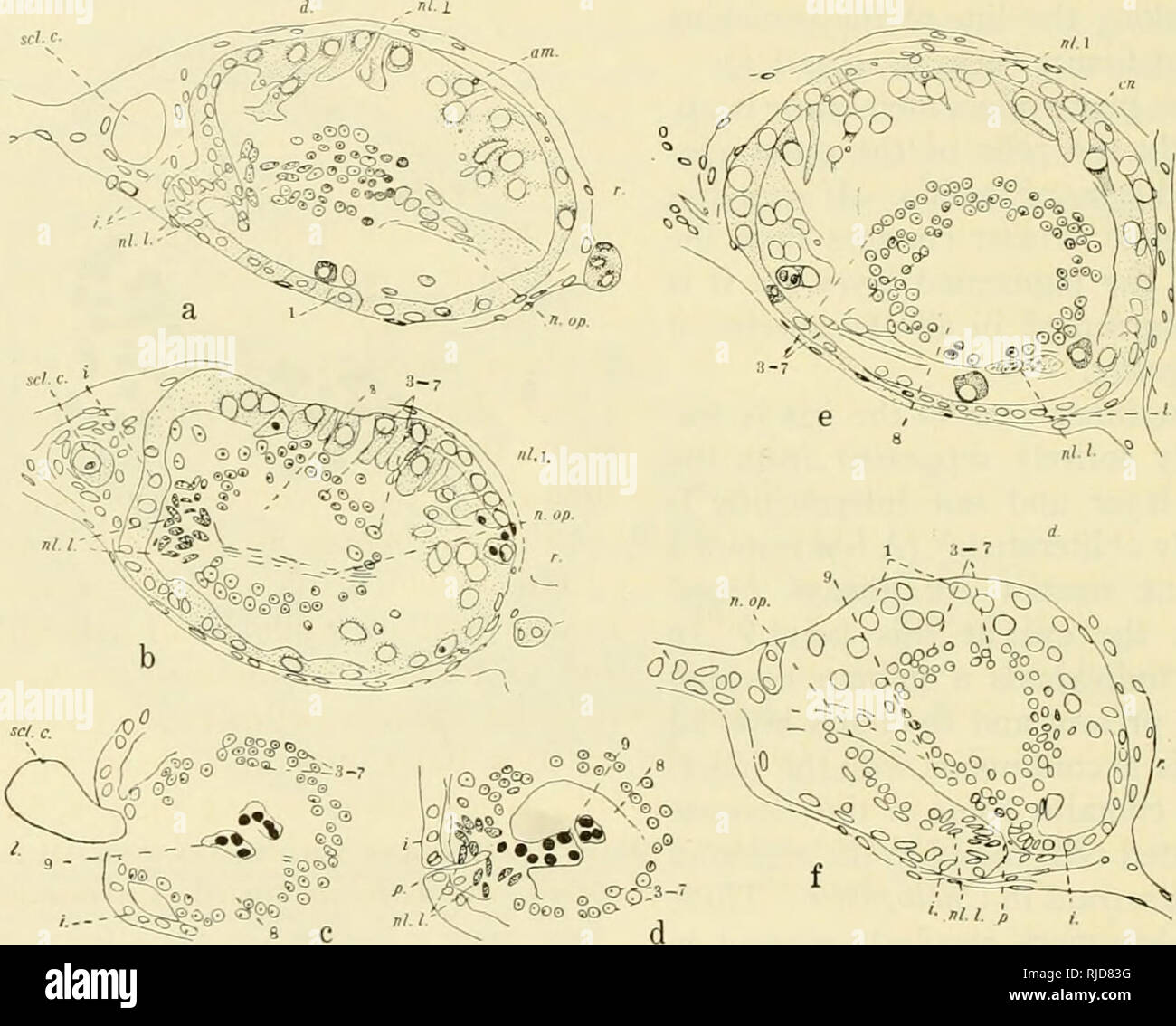 File:Neocarus spelaion (10.3897-subtbiol.27.25777) Figure 7.jpg