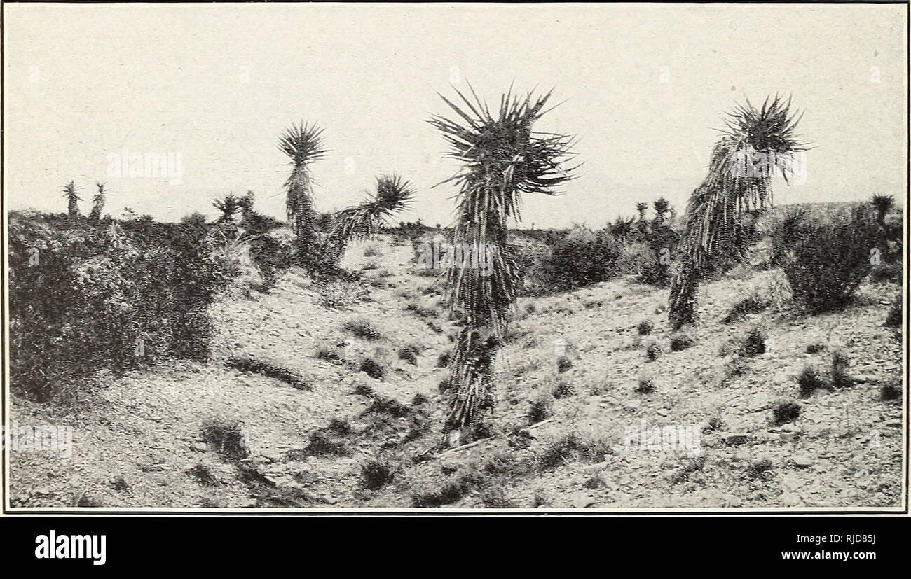 . Certain desert plants as emergency stock feed. Feeds; Desert plants. Fiq. 1.—Spanish Bayonet Plants Growing near Vail, Ariz. To the left is a plant of sotol.. Fiq. 2.—The Spanish Bayonet, or Palma (Yucca macrocarpa), near State College, N. Mex.. Please note that these images are extracted from scanned page images that may have been digitally enhanced for readability - coloration and appearance of these illustrations may not perfectly resemble the original work.. Wooton, E. O. (Elmer Ottis), 1865-1945. Washington, D. C. : U. S. Dept. of Agriculture Stock Photo