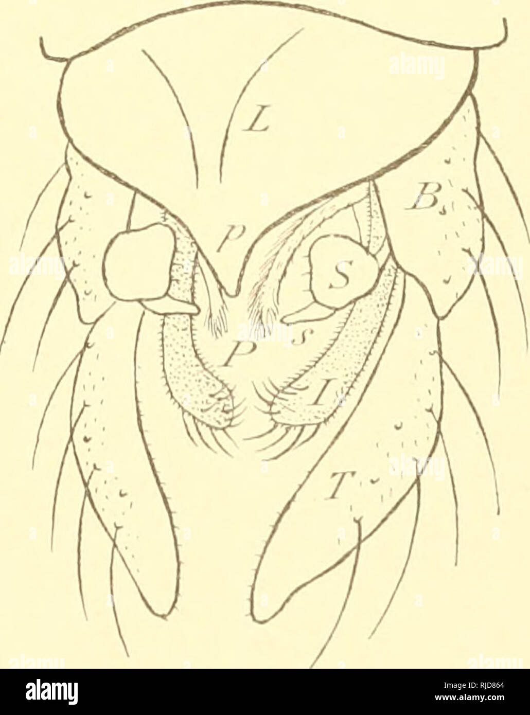 . Ceratopogoninae de Belgique. Diptera; Ceratopogonidae. CHIRONOMIDKS DE BEIXilOUE. 57 5. Pulvilles grands et larges; ailes velues. Q. Psectrotanypus KiEFFER. Piilvilles nuls. 6 6. Ailes velues. Q. Tanypus Meigen (Pelopia Meig.) ('). Ailes nues. 7 7. Radius bifurquÃ©; antennes C'Q de quinze articles; empodiuni absent. G Anatopynia JoHANNSSEN. Radius simple. G. Protanypus KiEFFEK. TABLEAU DES ESPECES. Genre PSECTROTANYPUS Kieffer I. Ailes offrant des bandes et des taches grisÃ¢tres ne dÃ©passant guÃ¨re le bord postÃ©rieur tlu sixiÃ¨me segment abdominal ; cubitus longuement dÃ©passÃ© par la nerv Stock Photo