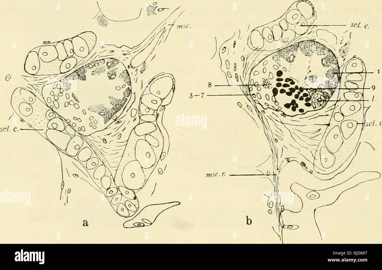 . Cave vertebrates of America; a study in degenerative evolution. Cave ...