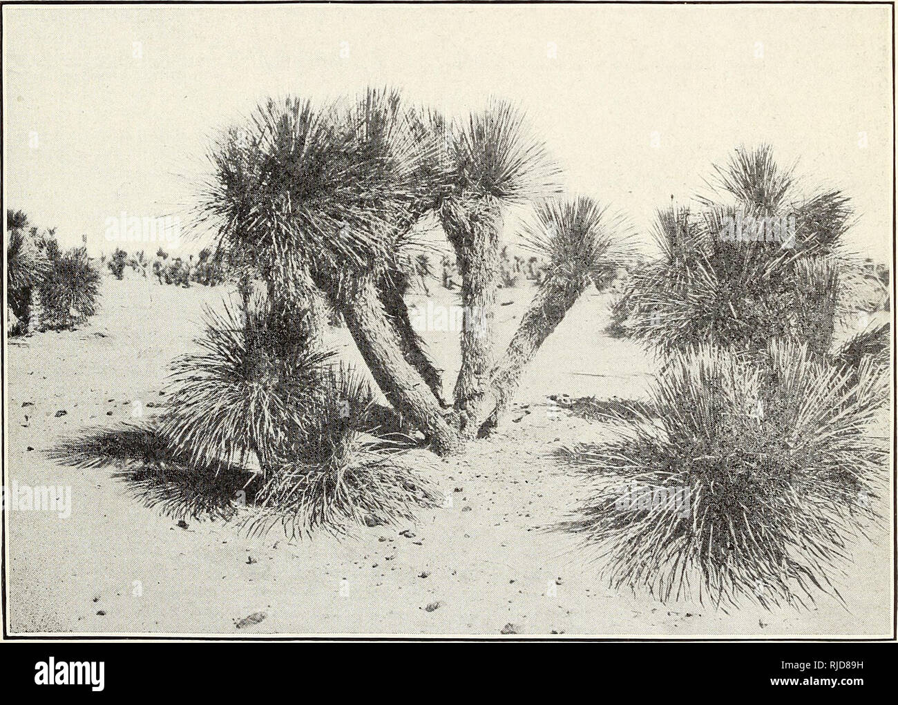 . Certain desert plants as emergency stock feed. Feeds; Desert plants. ,v&gt;3fc* &amp;&gt; nn g Fig. 1.—A Characteristic Stand of Soap Weed (Yucca elata) in Southern New Mexico. The yield from such an area will average 2 to 2 tons of fresh feed per acre, but a growth of 10 or 12 years will be necessary to produce another such crop.. Fig. 2.—A Typical Large Soap Weed (Yucca elata) Growing in a Deep Sand/ Soil Such as It Prefers.. Please note that these images are extracted from scanned page images that may have been digitally enhanced for readability - coloration and appearance of these illus Stock Photo