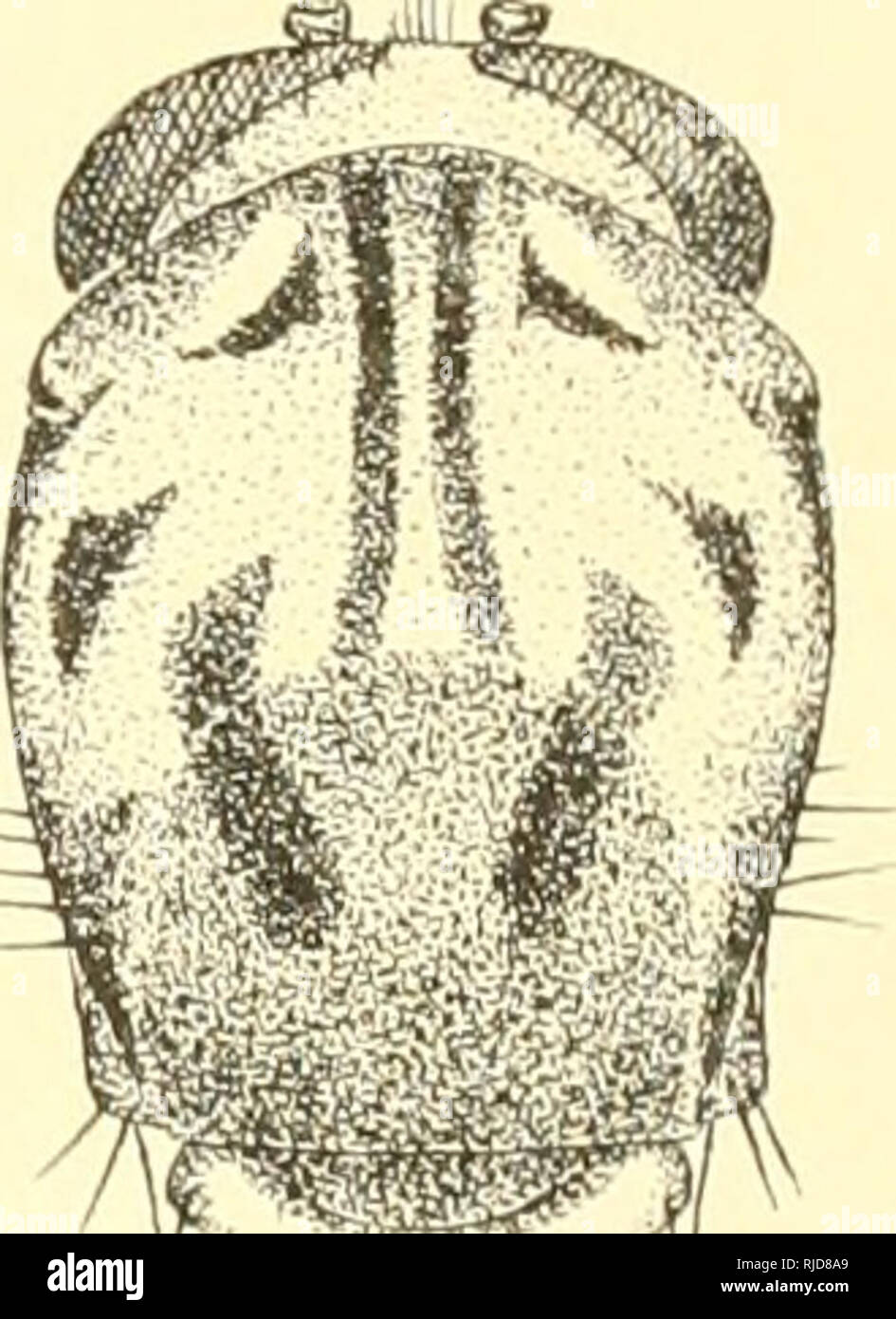 . Ceratopogoninae de Belgique. Diptera; Ceratopogonidae. CERATOPOGONINAK DK BEl.GIOUK. 109 B. nobilis Winnektz WiNNERTZ, /.///. viit., t. VT, p. So, ]il. X'ITT, fie;. y_| (('ci ntopoiioii iiohilis). L'exemplaire o de ma collection a le mÃ©sonotum (fig. 126) d'un gris clair Ã reflets argentÃ©s, ornÃ© de dessins bruns, formant des bandelettes longitudinales et des taches; l'abdomen est blanc, lÃ©gÃ¨rement jaunÃ¢tre. La coloration des pattes est identique Ã celle dÃ©crite par WiNNERTZ, chez le tvpe. Les fÃ©murs antÃ©rieurs sont garnis de trois Ã©pines en dessous, les fÃ©murs intermÃ©diaires en on Stock Photo