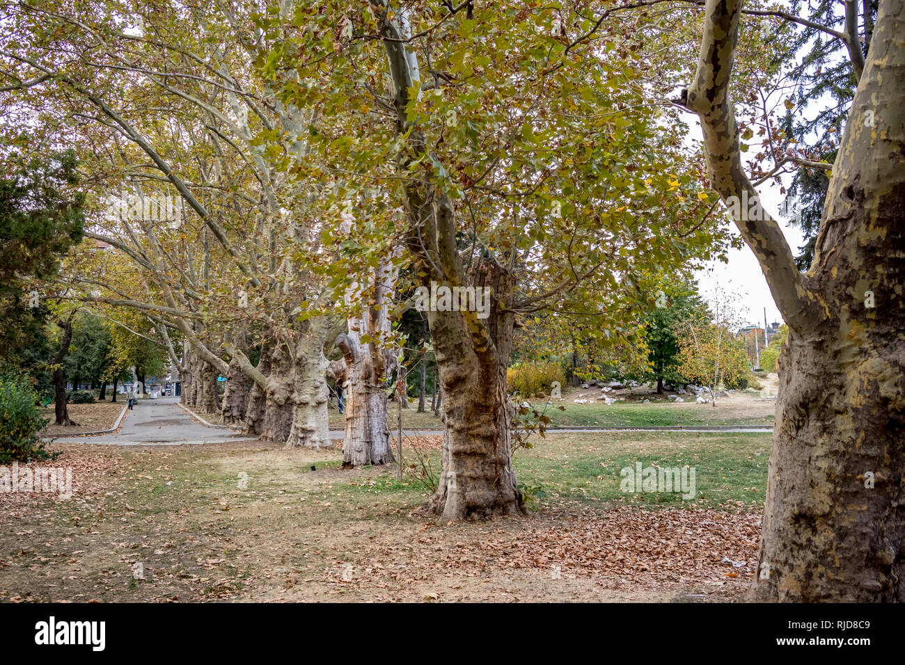 SOFIA, BULGARIA - OCTOBER 14, 2018: Knyazheska Garden with rows of maple trees is almost empty in the cold fall day, central part of Bulgarian capital. Moody cloudy autumn afternoon Stock Photo