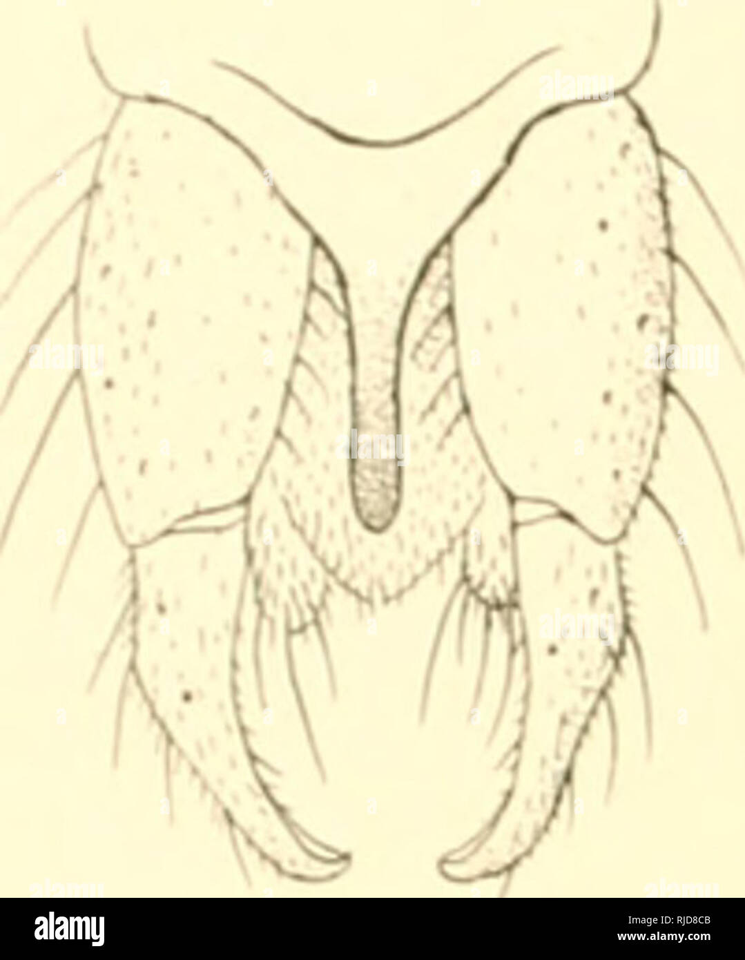 Ceratopogoninae De Belgique Diptera Ceratopogonidae M Goktl Hliu Ek Transversale Situa C E A L Extra C Mita C Du Premier Tiers Discoa Dale Bifurqua C E Au Niveau De La Transversale Posticale Bifurqua C E Apra S Celle Ci Please Note That These Images Ceratopogoninae De Belgique Diptera Ceratopogonidae M Goktl Hliu Ek Transversale Situa C E A L Extra C Mita C Du Premier Tiers Discoa Dale Bifurqua C E Au Niveau De La Transversale Posticale Bifurqua C E Apra S Celle Ci Please Note That These Images