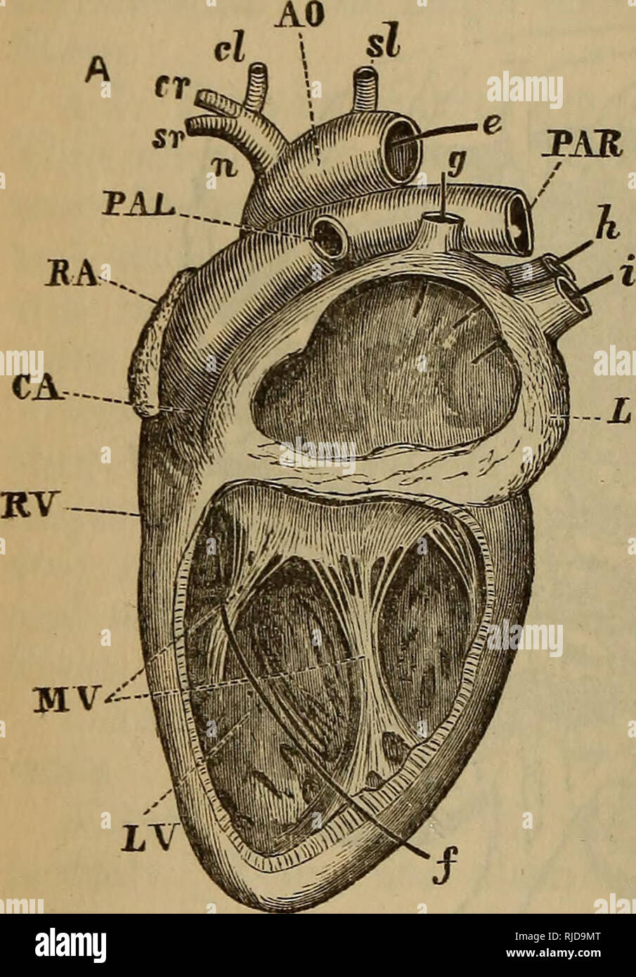 . The cat : an introduction to the study of backboned animals, especially mammals. Cats; Anatomy, Comparative. 200 TEE CAT. [chap. VII. are called auricles, and the other two, ventricles—one of each on each side. The auricle and ventricle of the right side are com- pletely divided off from those of the left side. The auricles open, into the ventricles by valvular apertures, and valves guard the openings of the great vessels. Such being a summary of its main characters, its various parts need examination in detail. The heart of the cat lies on the ventral side of the body, within. LV. Please no Stock Photo
