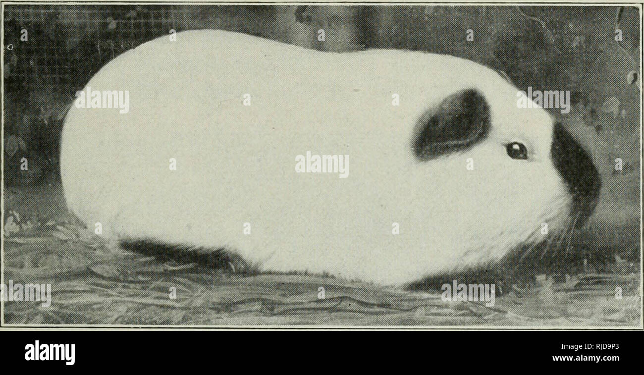 https www alamy com cavies for pleasure and profit guinea pigs cavies for pleasure and profit work to bring this particular variety up to a point where it will breed true to color they come in red and white and black and white the dutch marked cavy is marked exactly like the dutch rabbit and the picture on page 88 gives a good idea of what it should look like there are but few breeders who are specializing on this variety but they are putting lots of time and patience into per fecting this variety and no doubt their efforts will sooner or later materialize hi malayans the himialayan cavies are mar image235091643 html