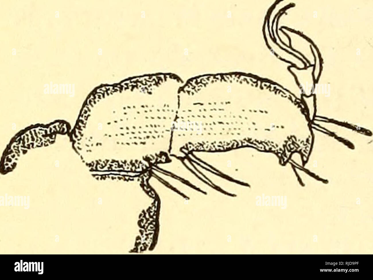 . Cattle ticks (Ixodoidea) of the United States. Ixodidae; Ticks. 446 BUREAU OF ANIMAL INDUSTRY.. Fig. 165.—Tarsus IV of male E. calcaratus. After Birula, 1895, fig. 19. In his more extensive paper, published three years later, Koch (184:7, p. 121) again refers to this form, giving two illustrations (copied as tigs. 167, 168, in this paper), together with the following diagnosis and description: Jlfai^'.—Oval, very shining, posteriorly with three longitudinal grooves; yellow red; mouth shield [capitulum] reddish; palpi and legs yellow. Female.—Head shield [scutum] elongate, blood red, anterior Stock Photo