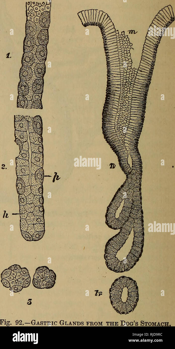 Gastric gland from hires stock photography and images Alamy