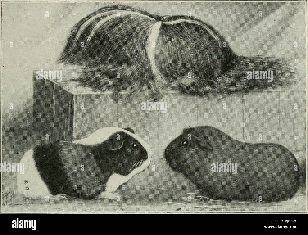 oats for guinea pigs