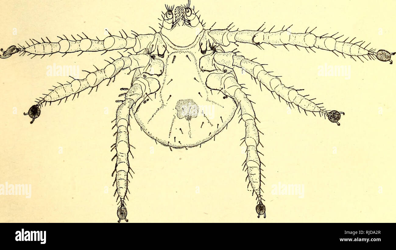 . Cattle ticks (Ixodoidea) of the United States. Ixodidae; Ticks. Fig. 145.—Dorsal view of hexapod larva of Boopliilus amtralis, to anterior end of hypostome; base of capitulum hexagonal, enlarged on its dorsal surface; inserted in emargination of scutum; lateral projections not very prominent. Mandibles 860 jj- long, digit 120 yw. Internal apophysis conical (Neumann), bidentate. Fig. 146.—Ventral view of hexapod larva of same. (Fuller), with its base near the terminal extremity; external apophysis with three successive teeth, one terminal, subventral, small; the second stronger; third large.  Stock Photo