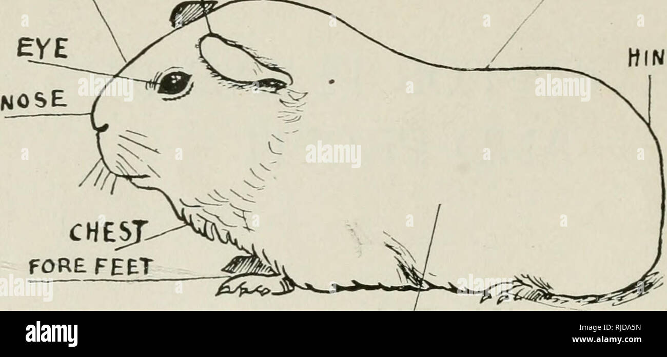 . Cavies for pleasure and profit Guinea pigs. mz 'rif^''^^'" BACK